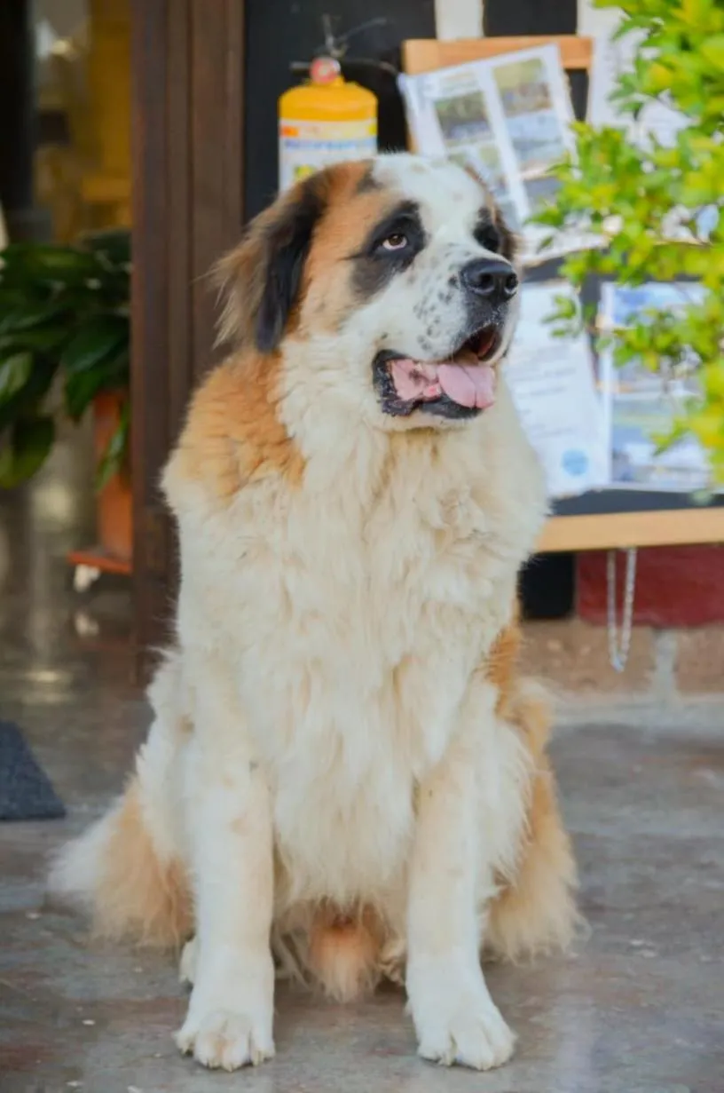 Pets in Coffee Tree Boutique Hostel