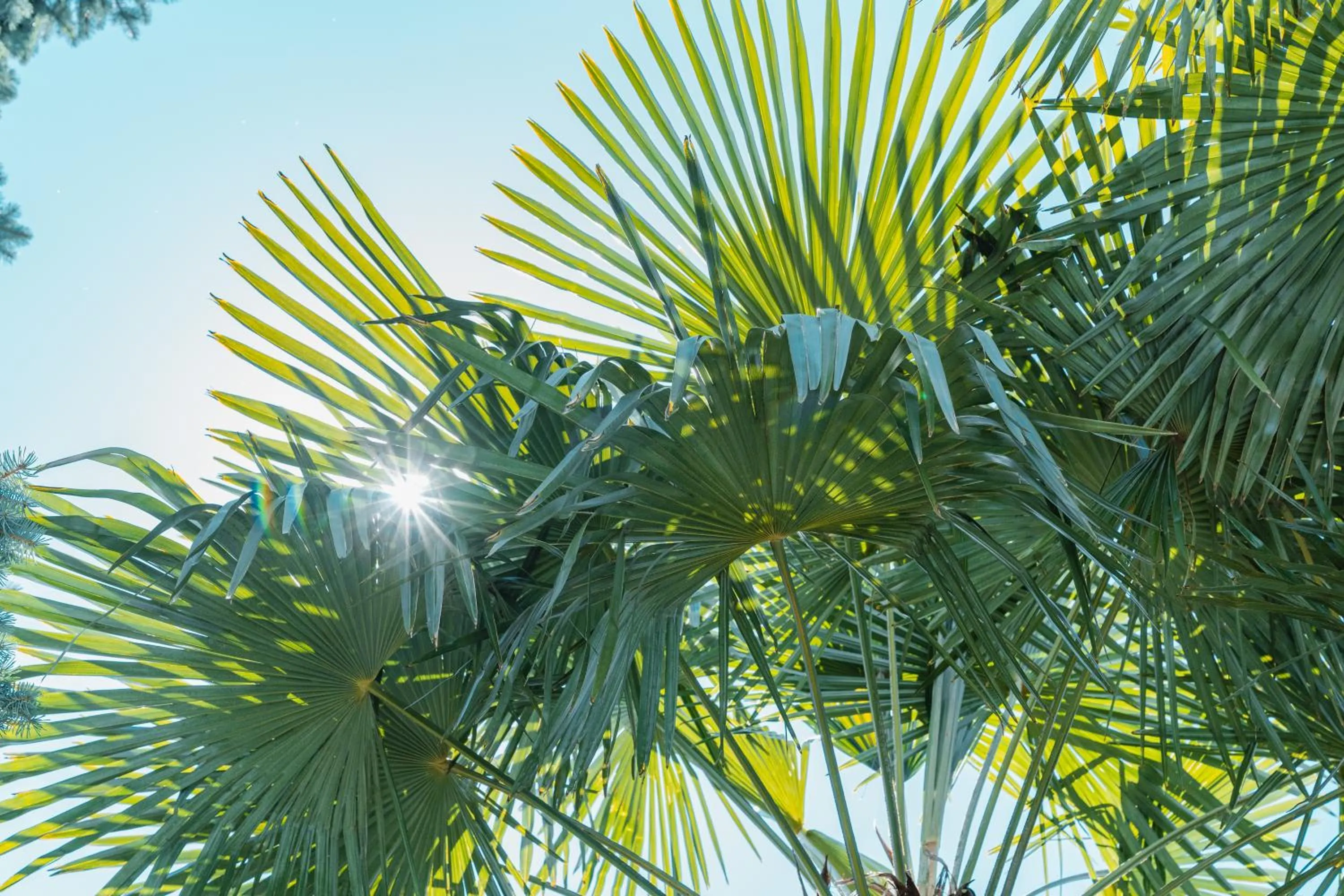 Garden in Hotel Sonnenburg