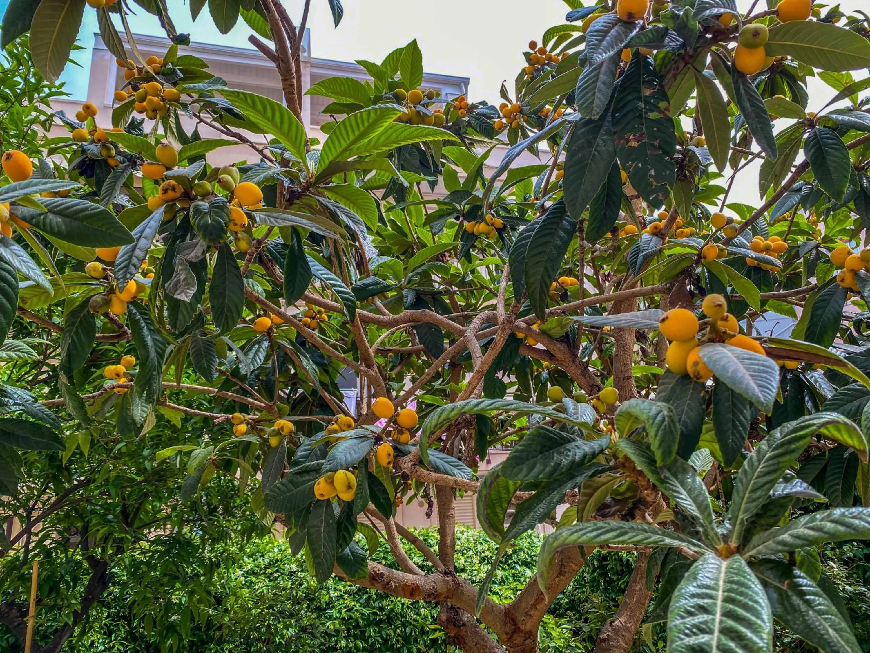 Garden view in Al Giardino Del Nespolo