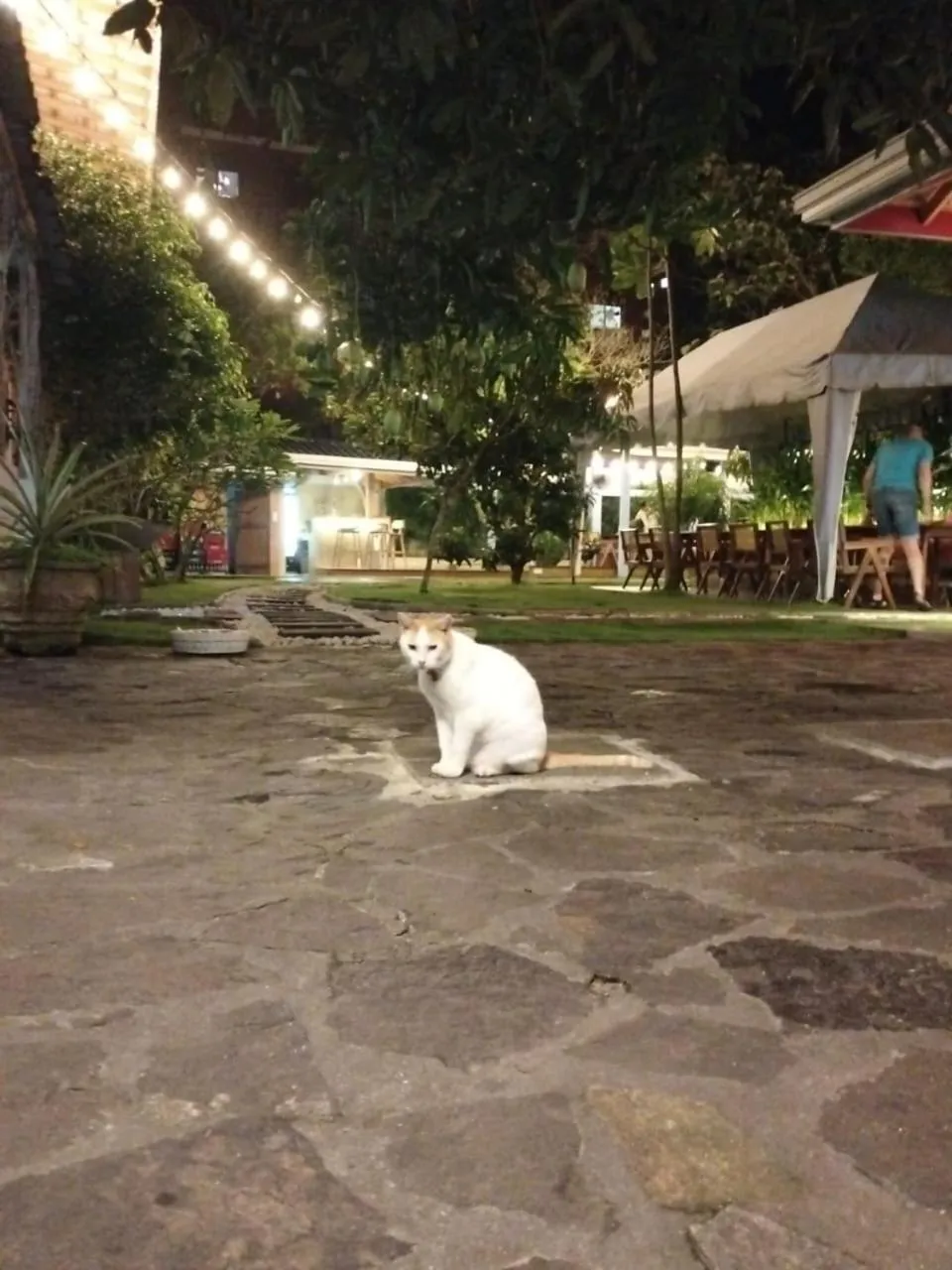 Pets in Hotel Good Life Unawatuna