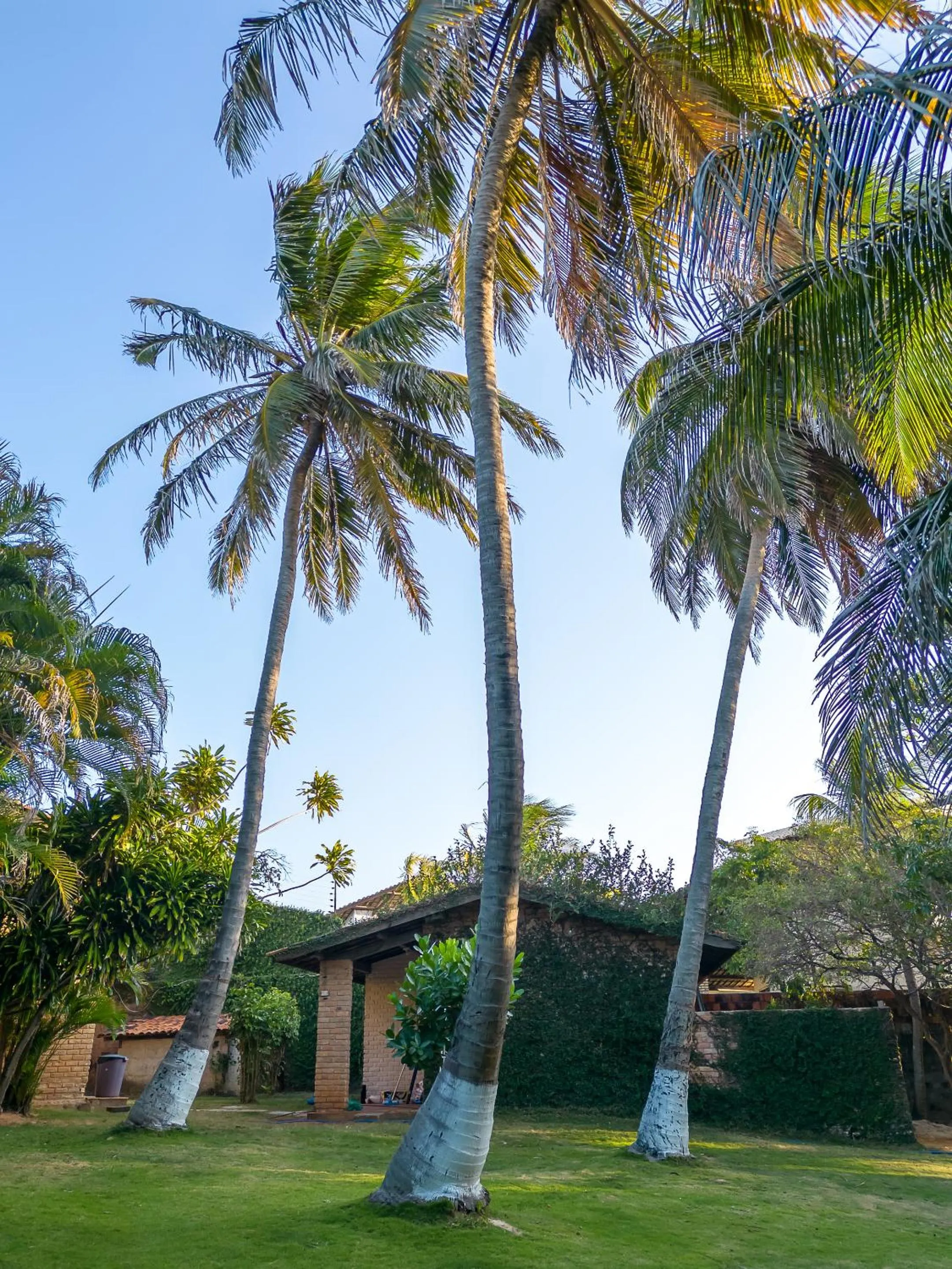 Garden in Mansao Santa Rita