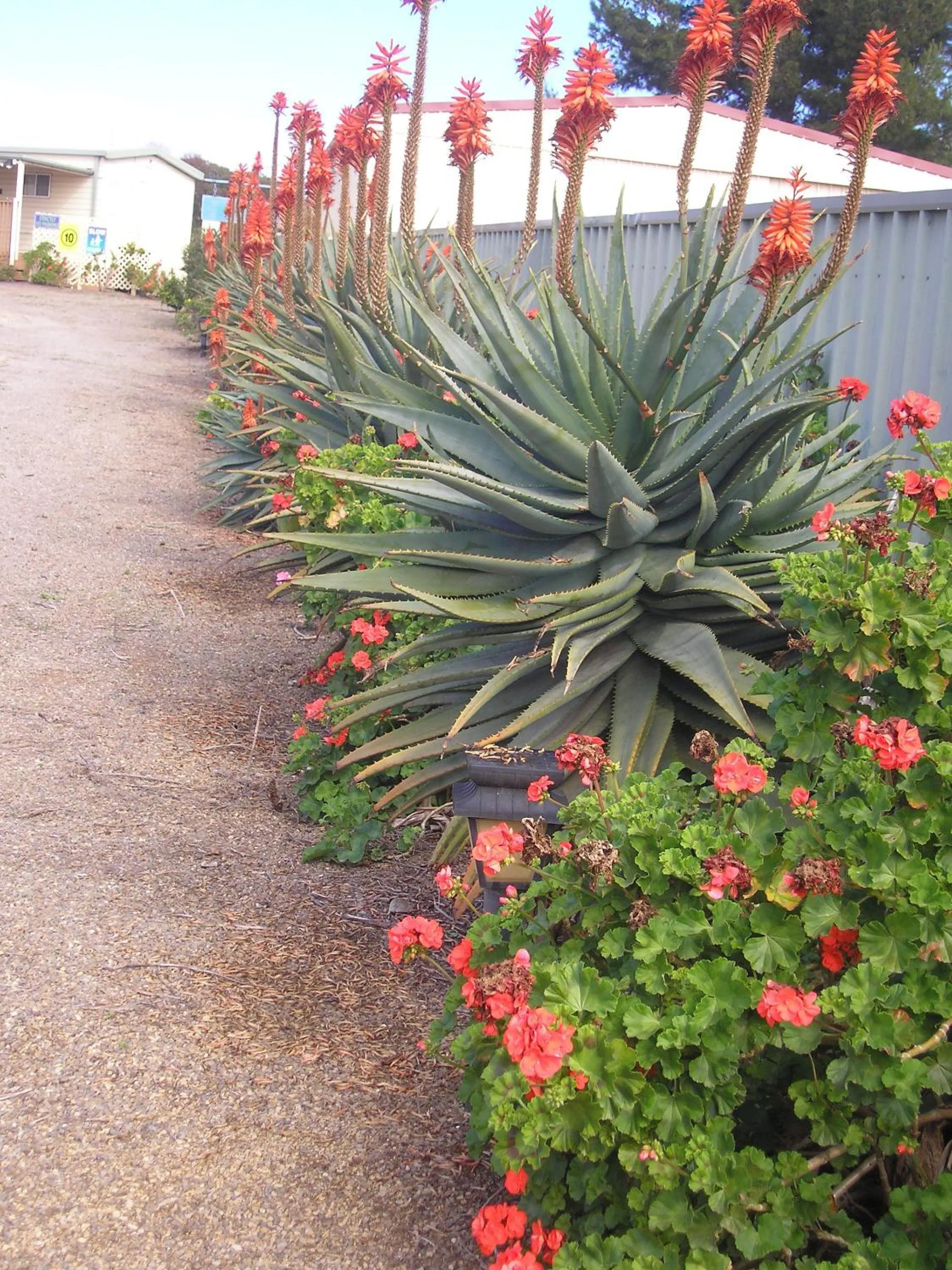Garden in Moonta Bay Accommodation