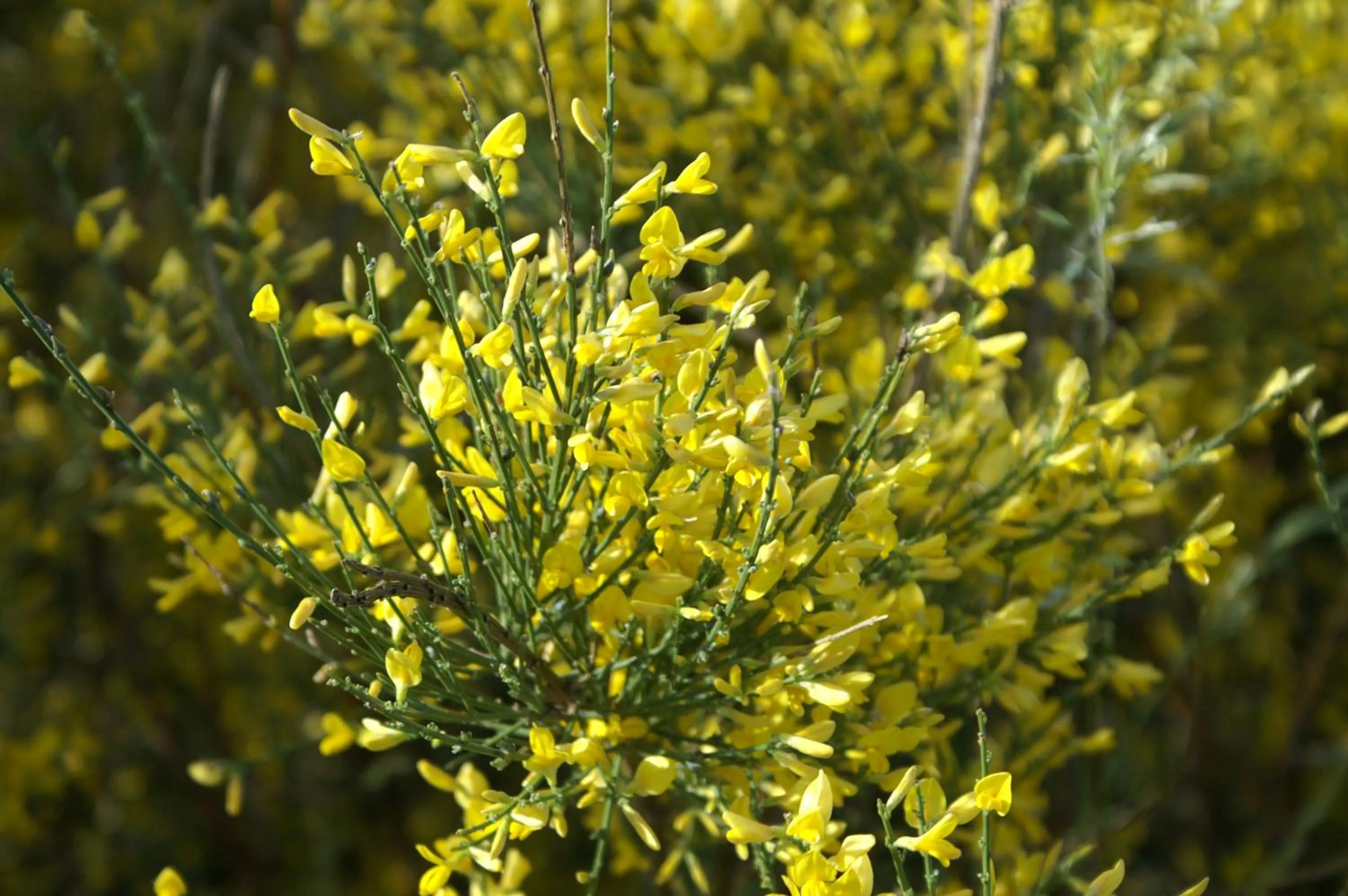 Spring in Parador de Gredos