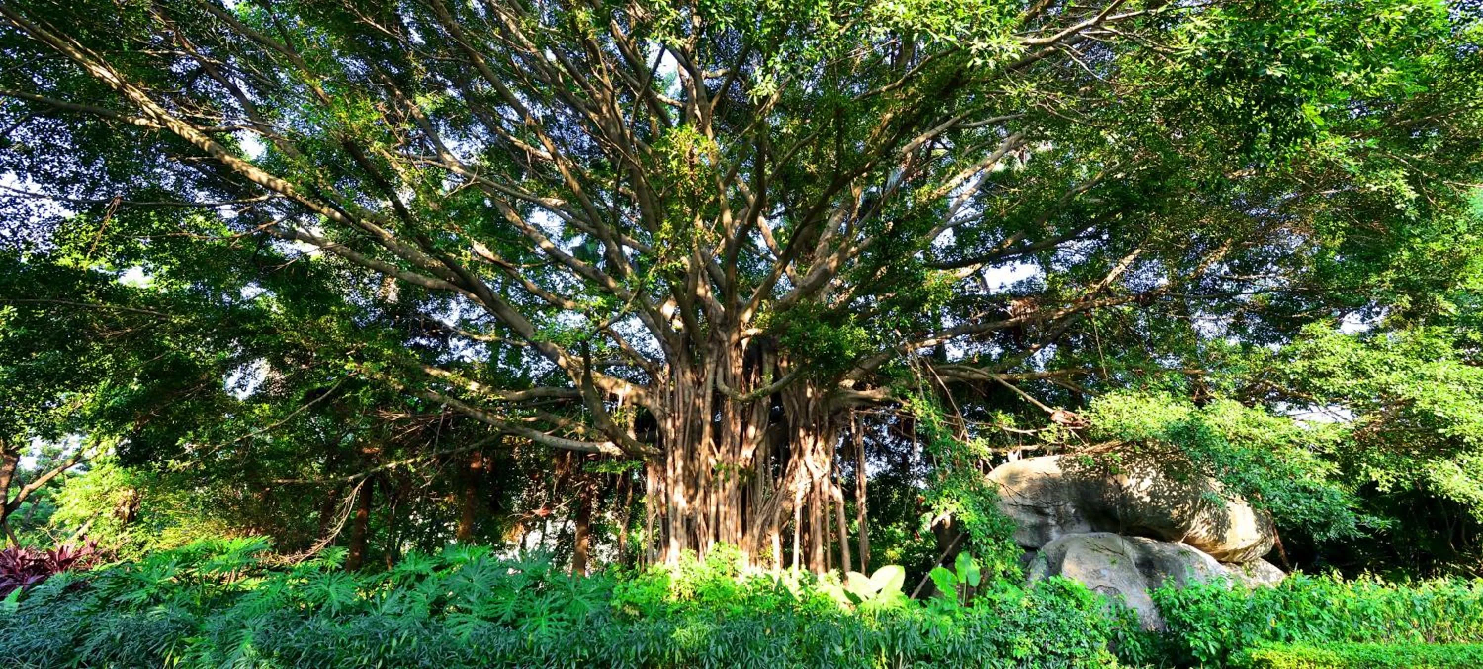 Garden in C&D Hotel Fuzhou