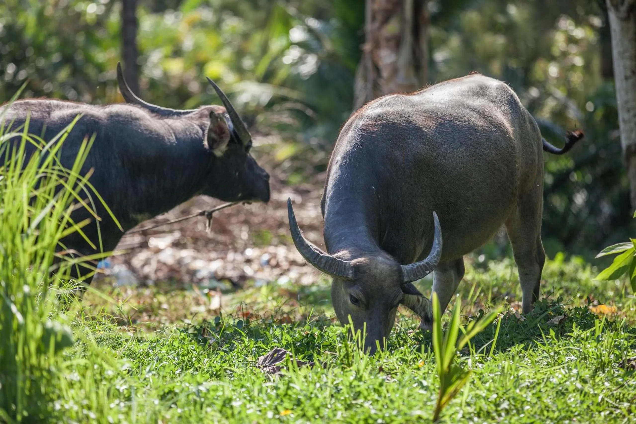 Garden in Fisherman Way Beach Villa