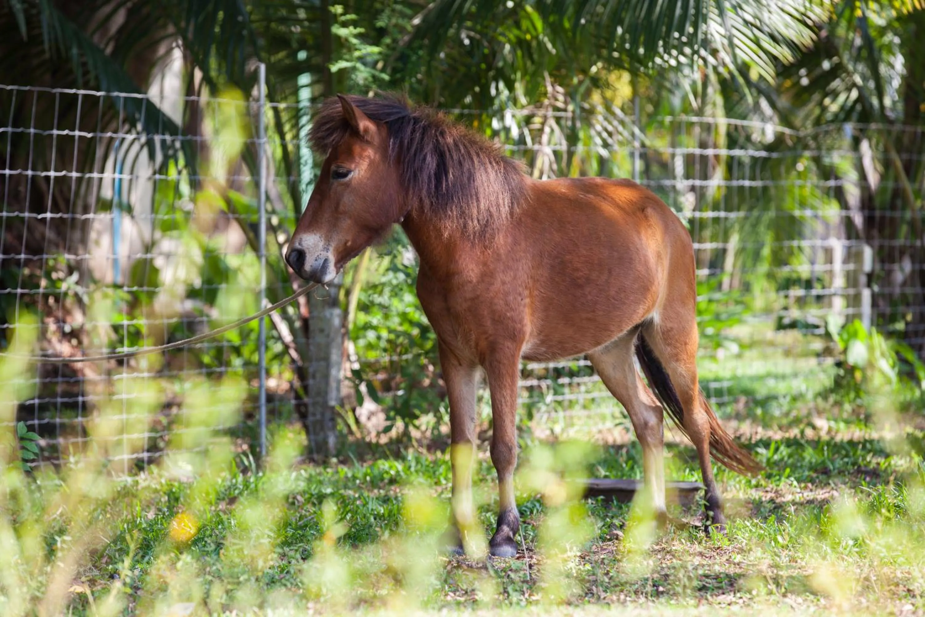 Animals in Fisherman Way Beach Villa