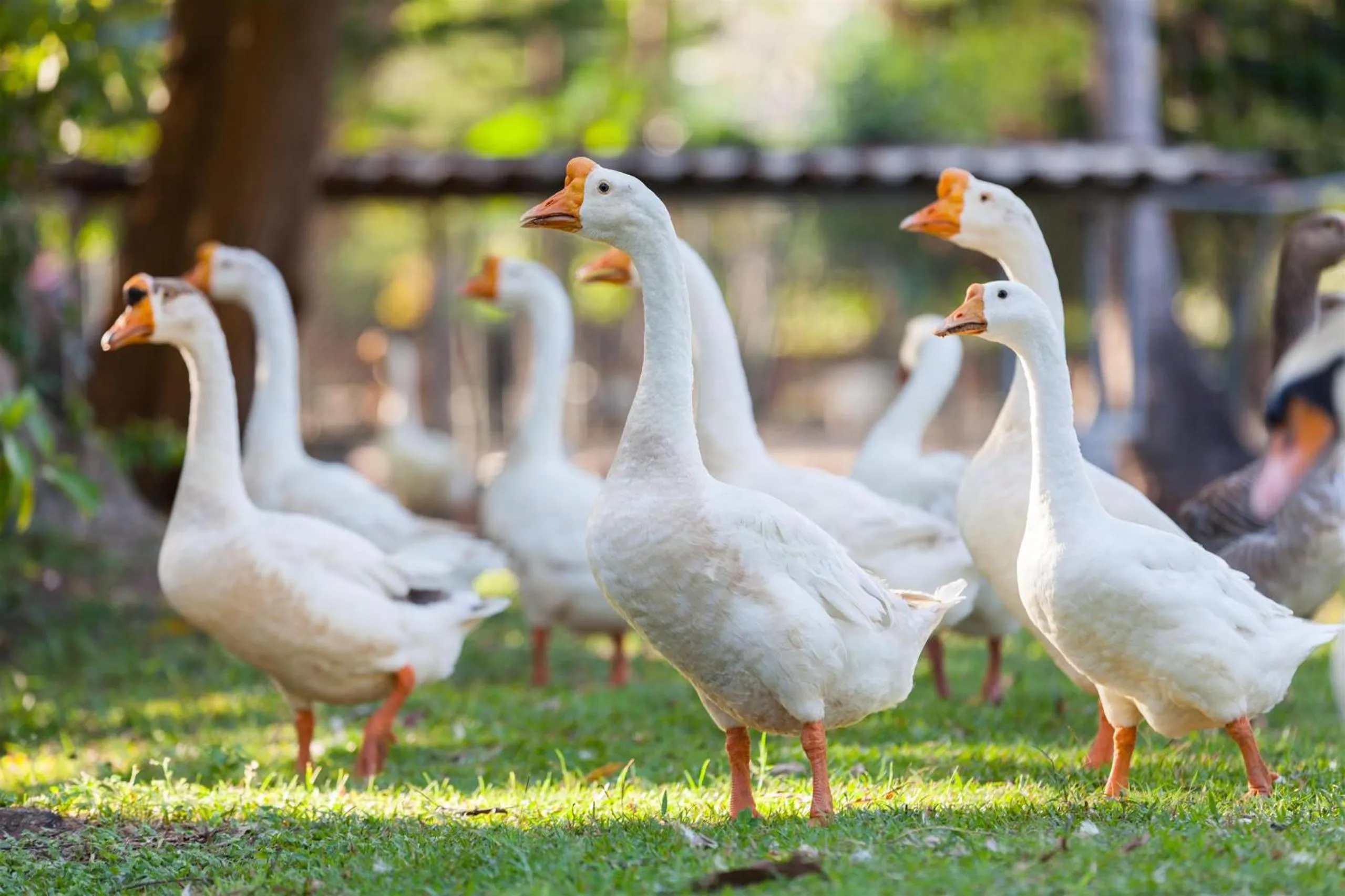 Garden in Fisherman Way Beach Villa