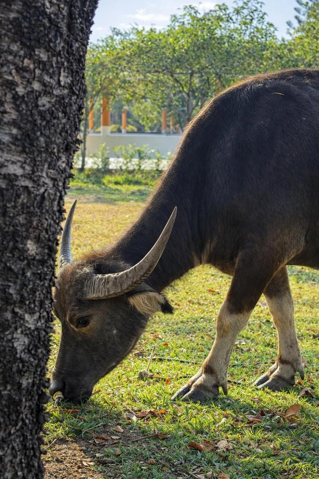 Animals in Fisherman Way Beach Villa