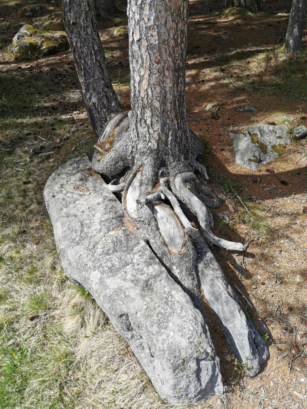 Natural landscape in Aparthotel Edy Bruggmann AG