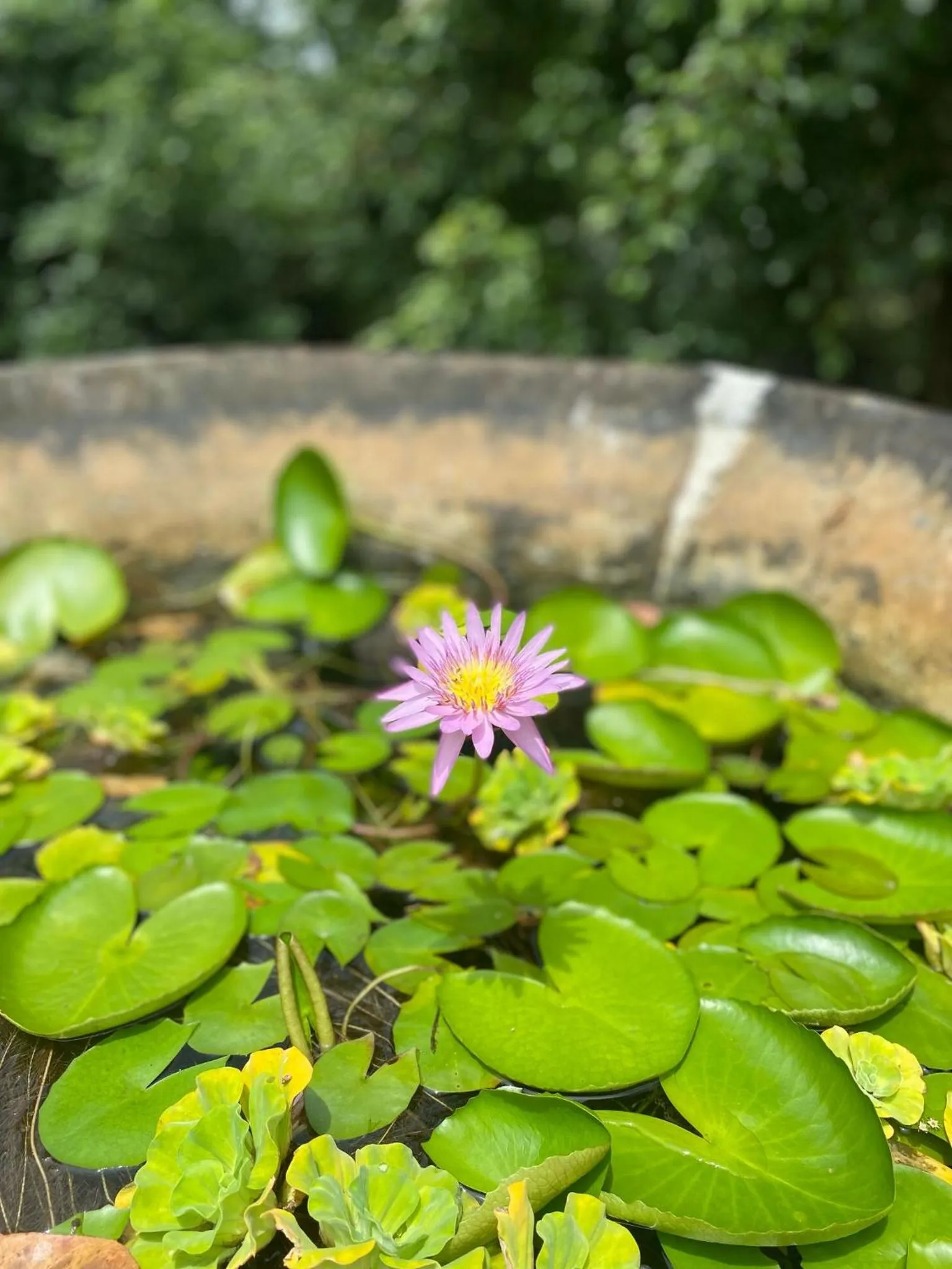 Natural landscape in Labrador Villa