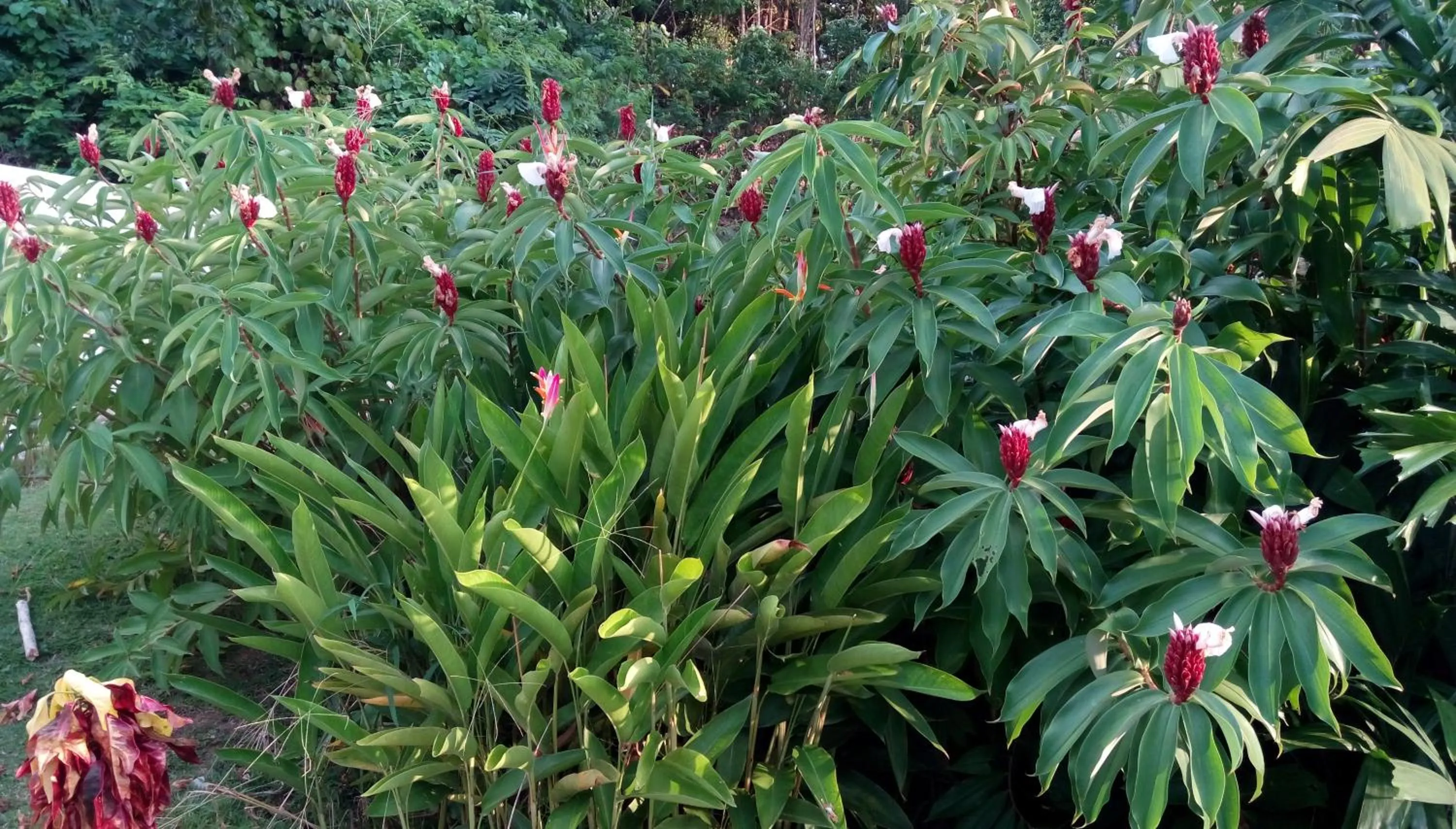 Precious Residence C