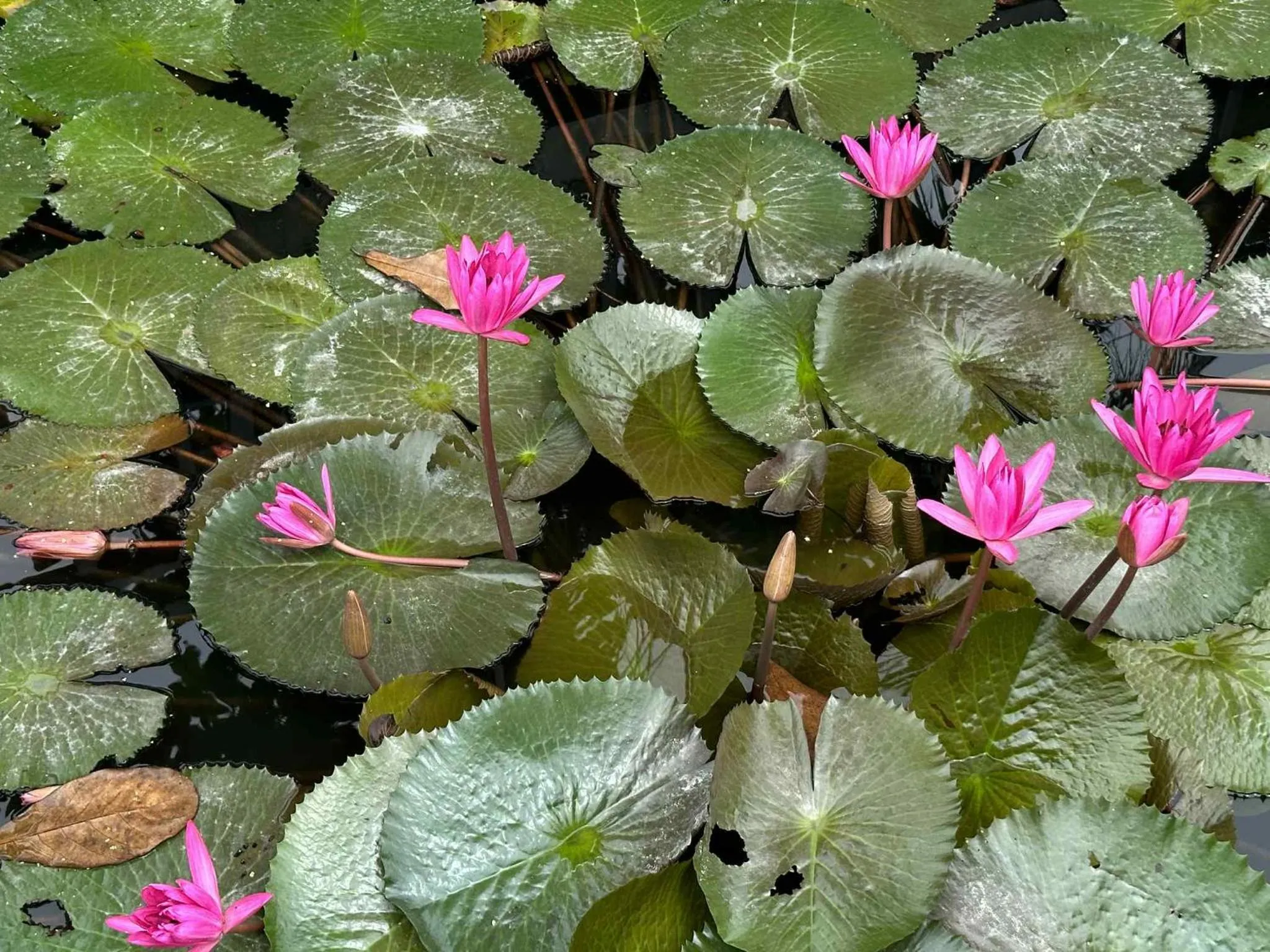 Mimosa Luangprabang Garden