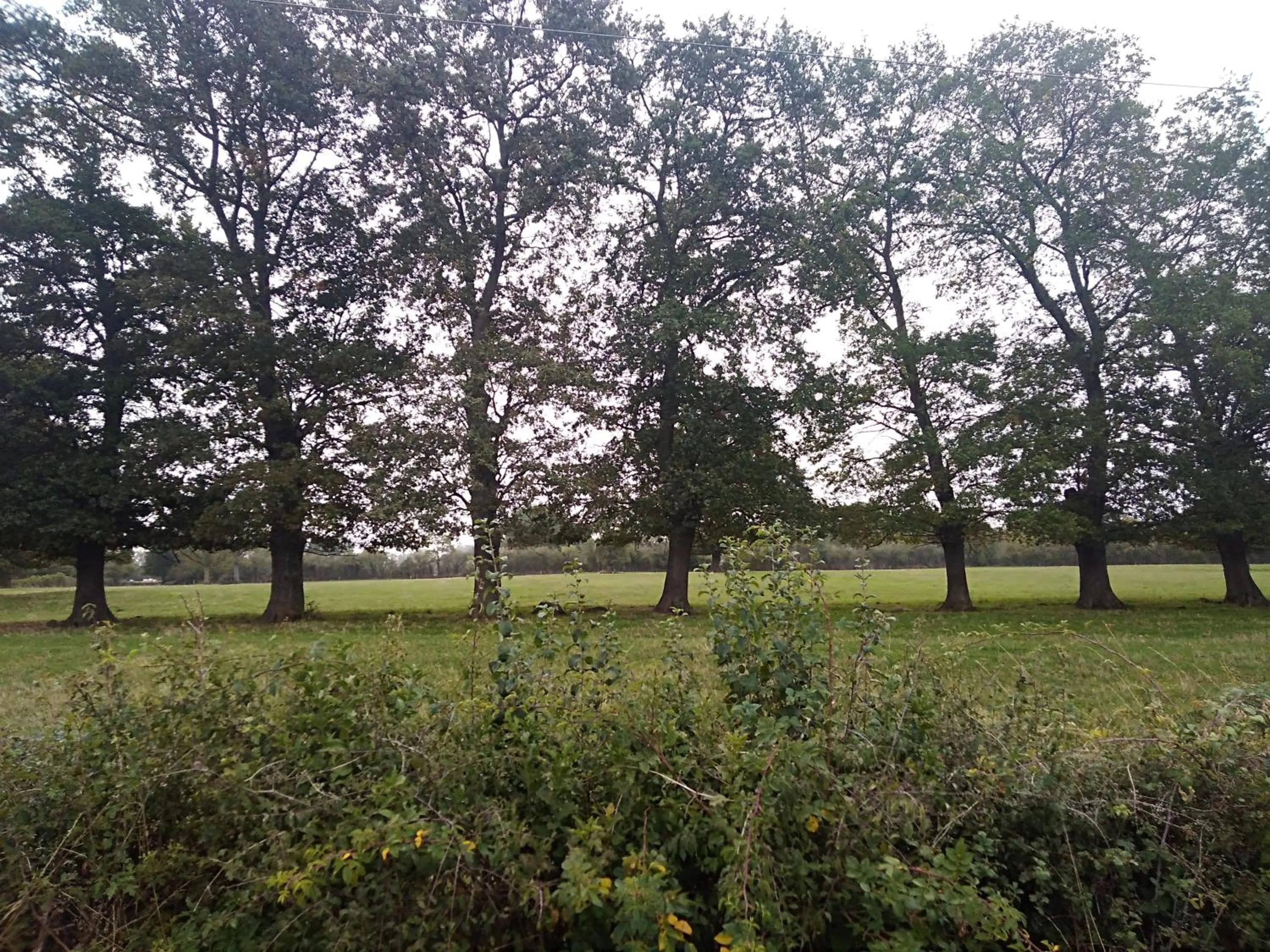 Garden in Les Maitres Sonneurs