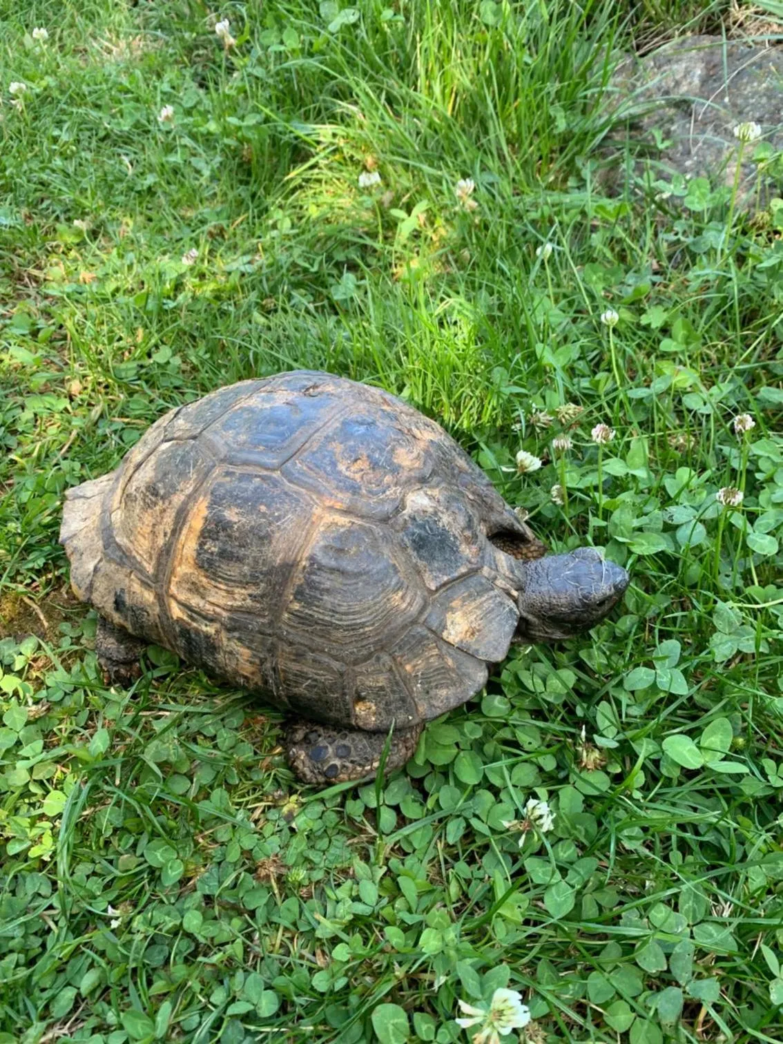 Les Maitres Sonneurs