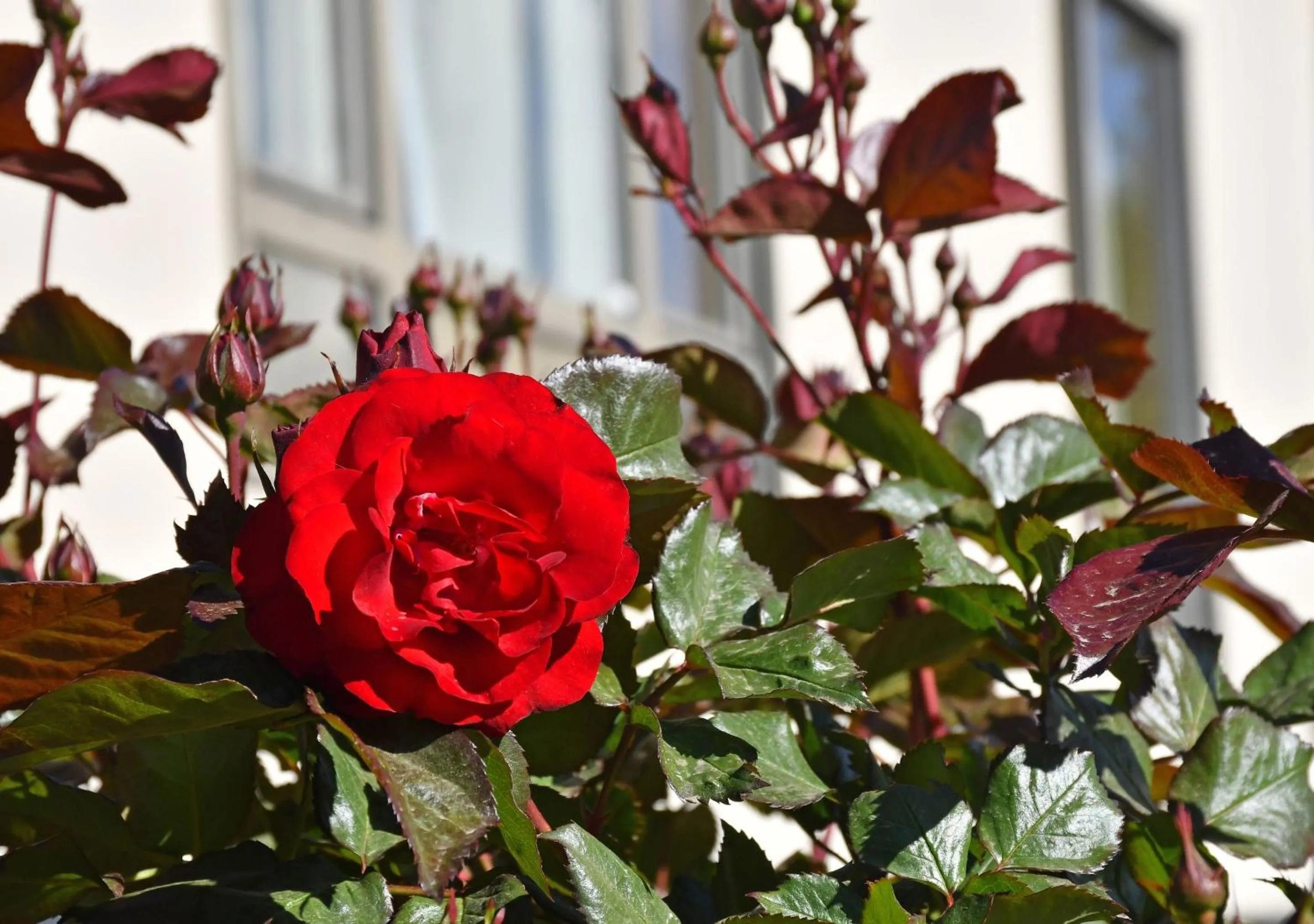 Garden in Aparts La Balconada by DOT Suites