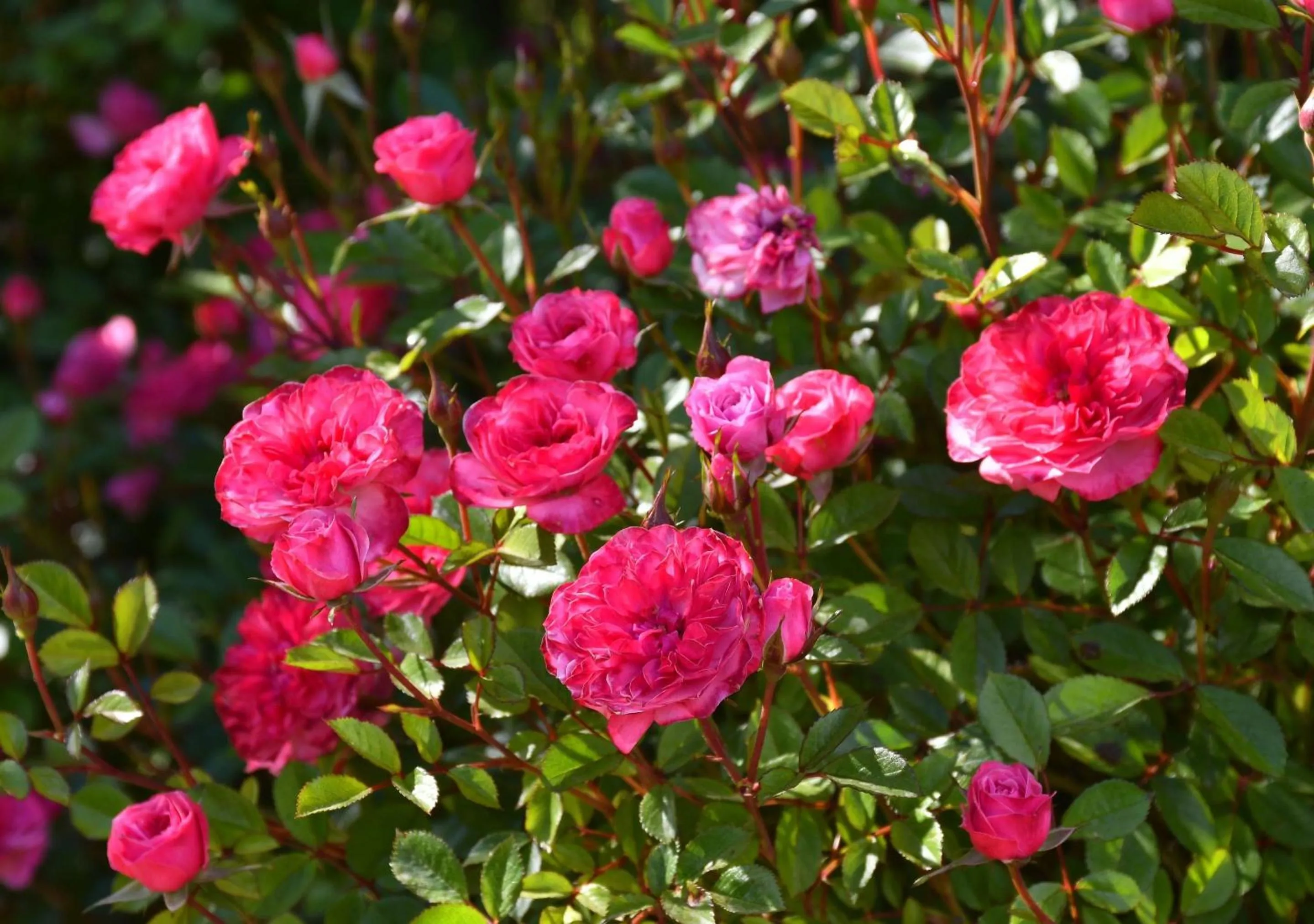 Garden in Aparts La Balconada by DOT Suites