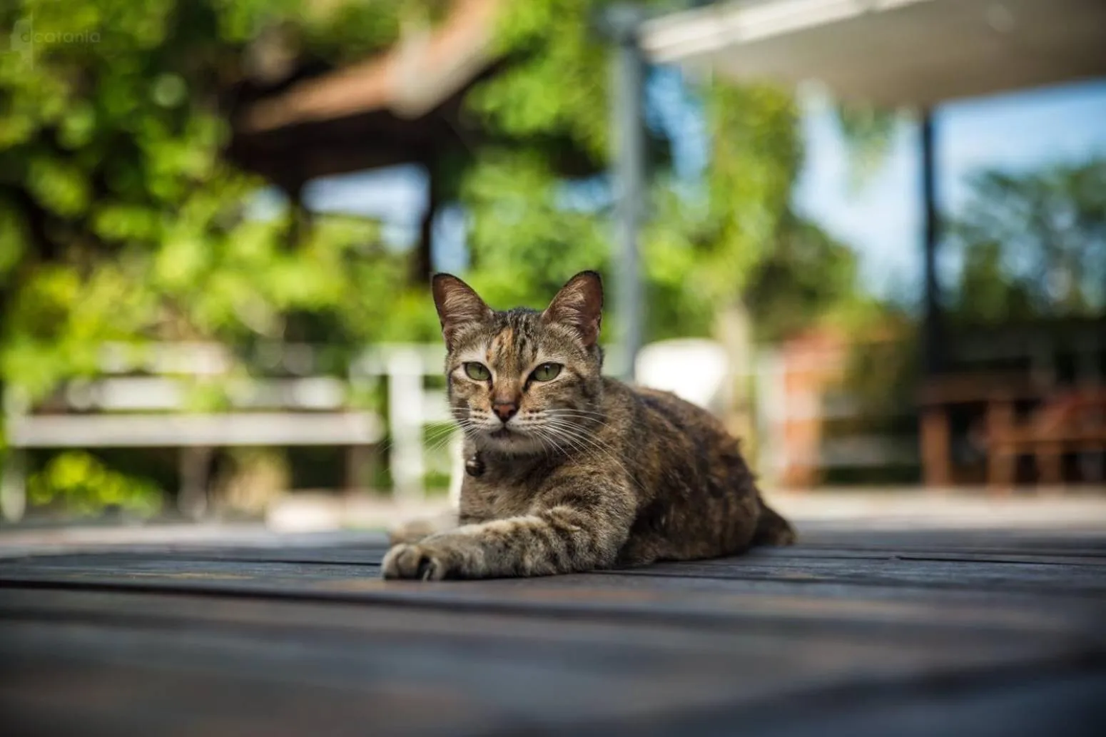 Pets in Boutique Village Hotel