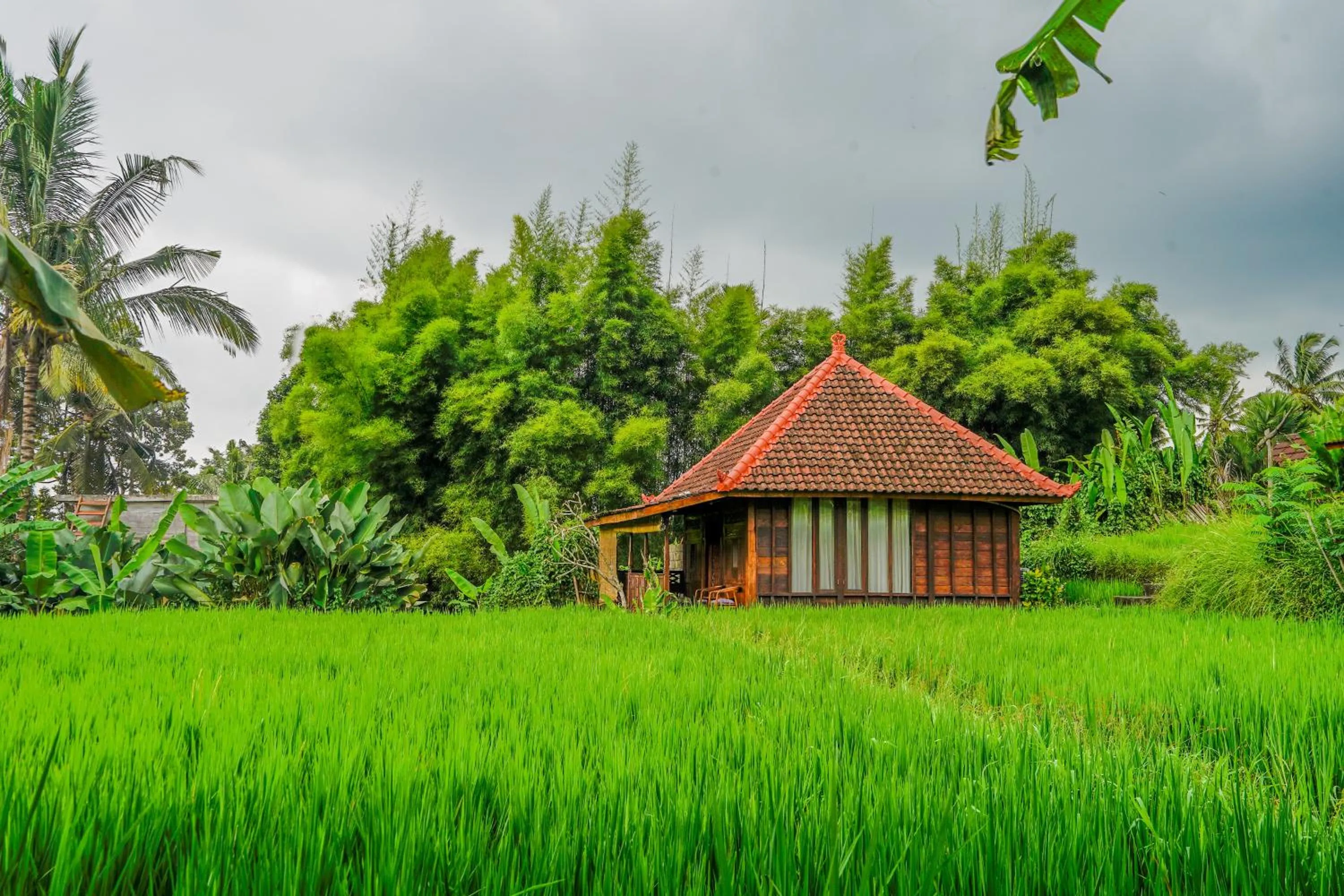 Garden view in Ubud Sawah Scenery Villa and Homestay
