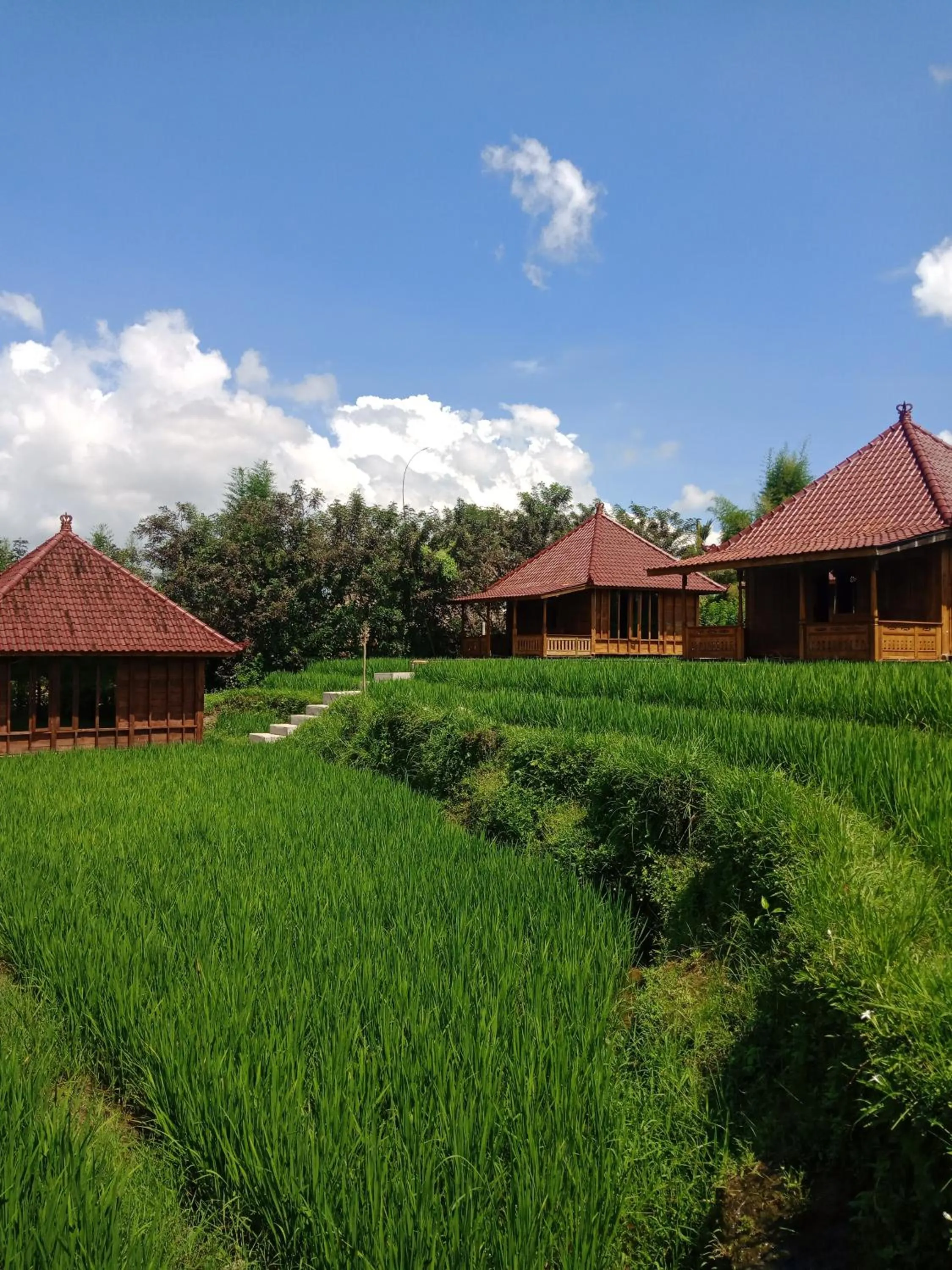 Day in Ubud Sawah Scenery Villa and Homestay