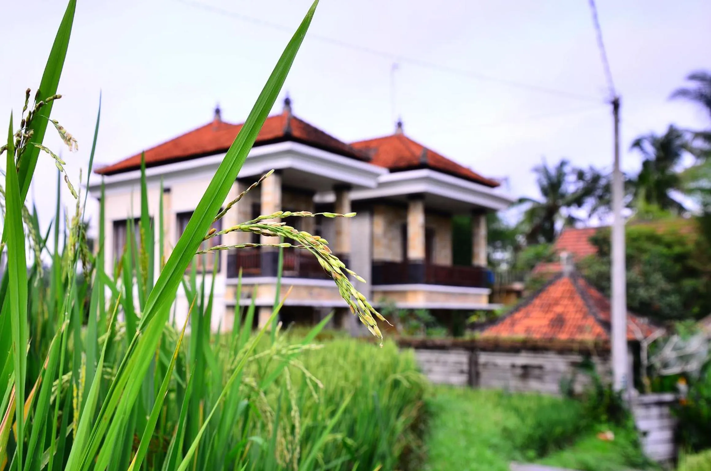 Landmark view in Ubud Sawah Scenery Villa and Homestay