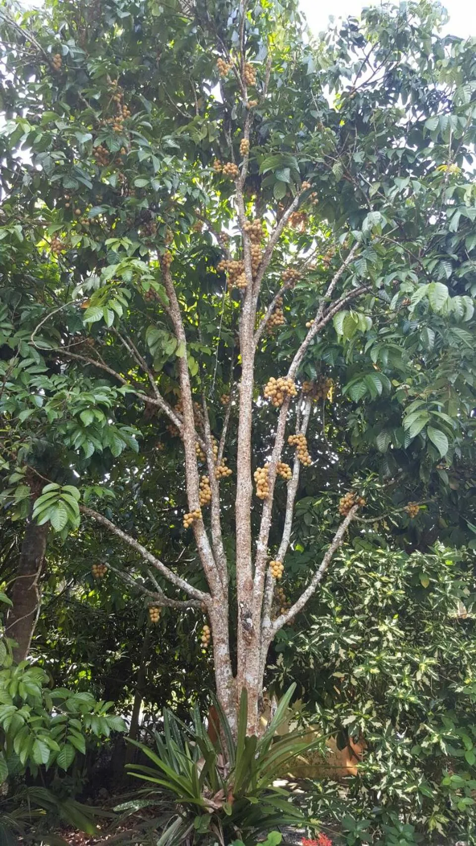 Natural landscape in At Sichon Resort