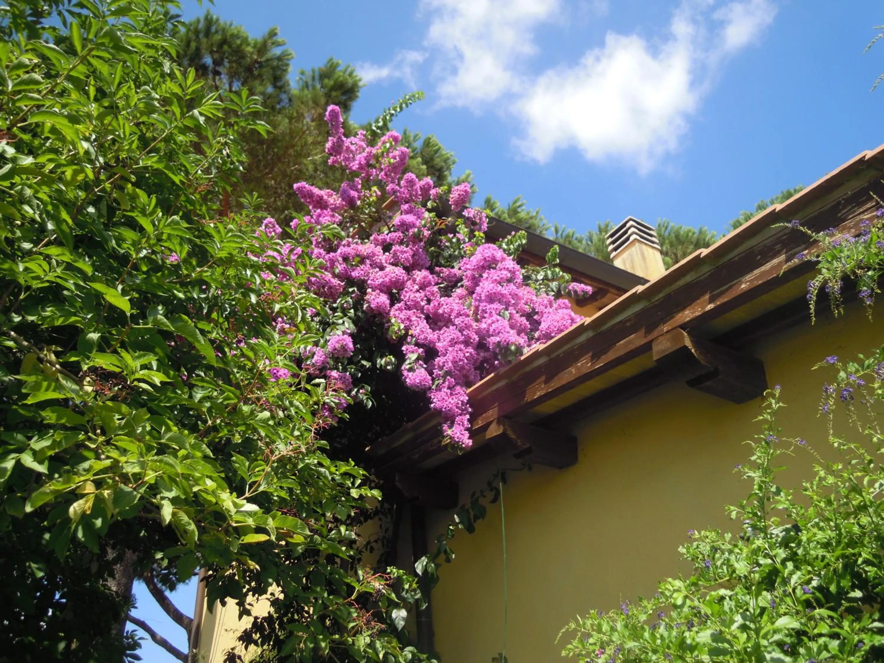 Double Room with Park View in Casa Vacanze Vigna di Valle