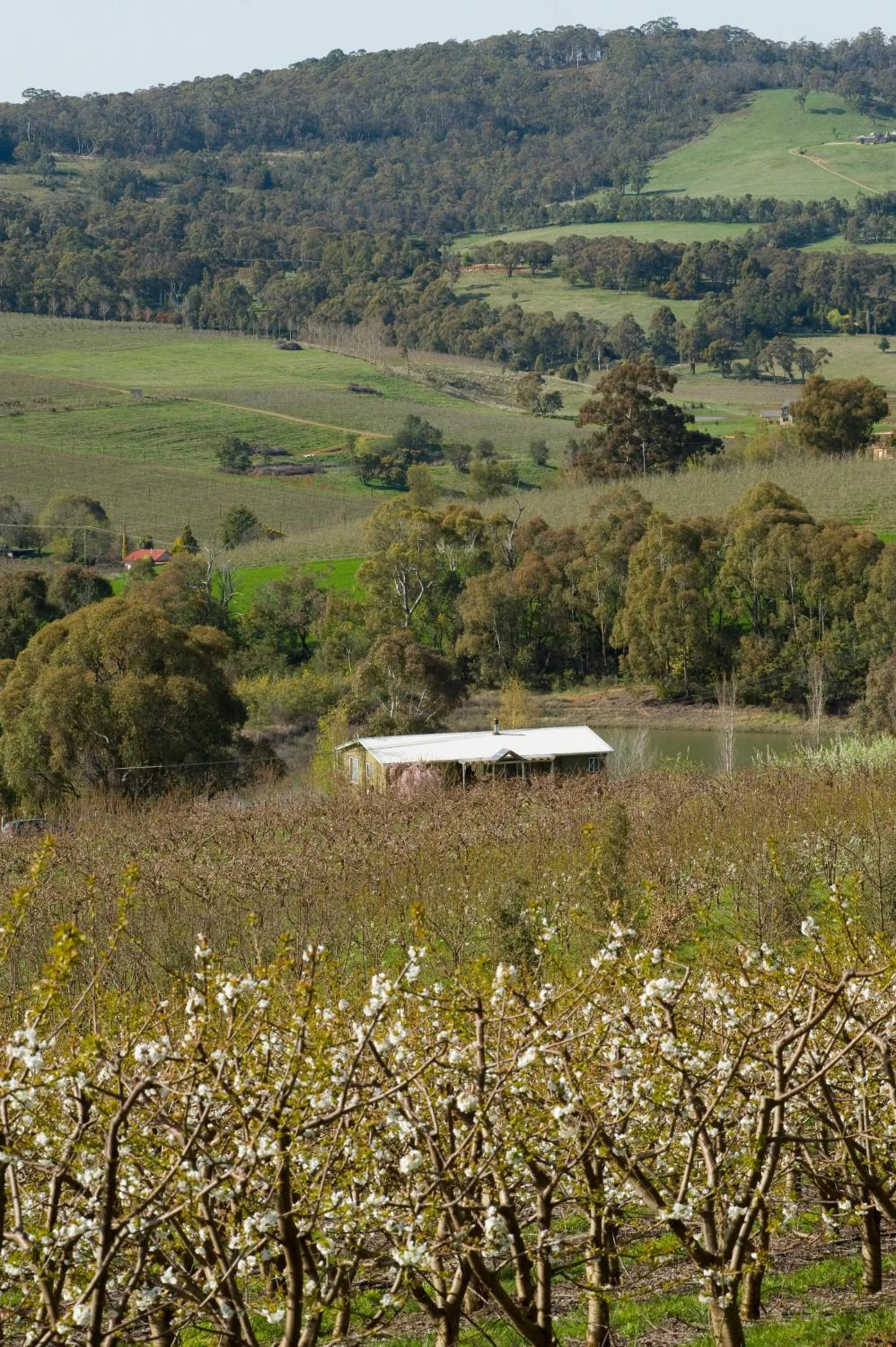 Natural landscape in Borrodell Vineyard