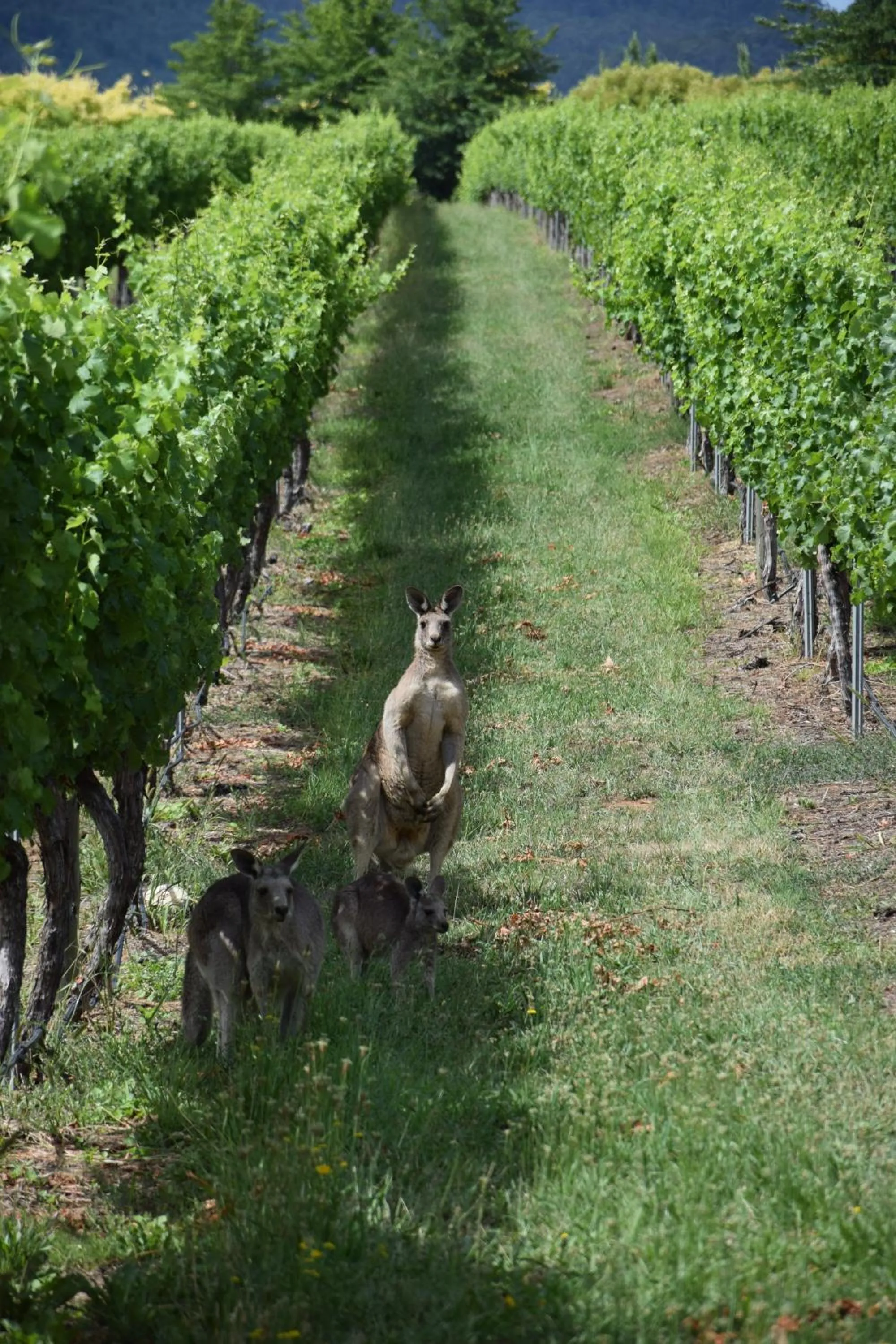 Animals in Borrodell Vineyard
