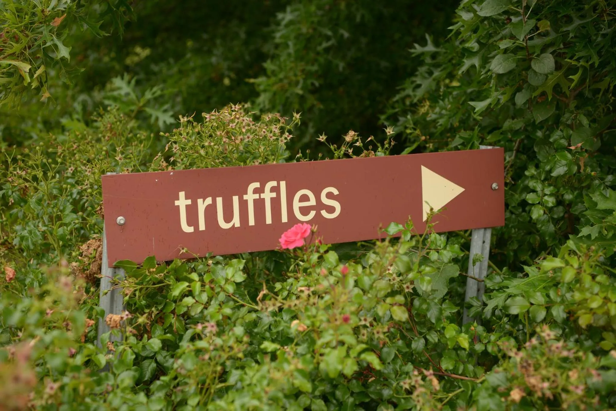 Logo/Certificate/Sign in Borrodell Vineyard