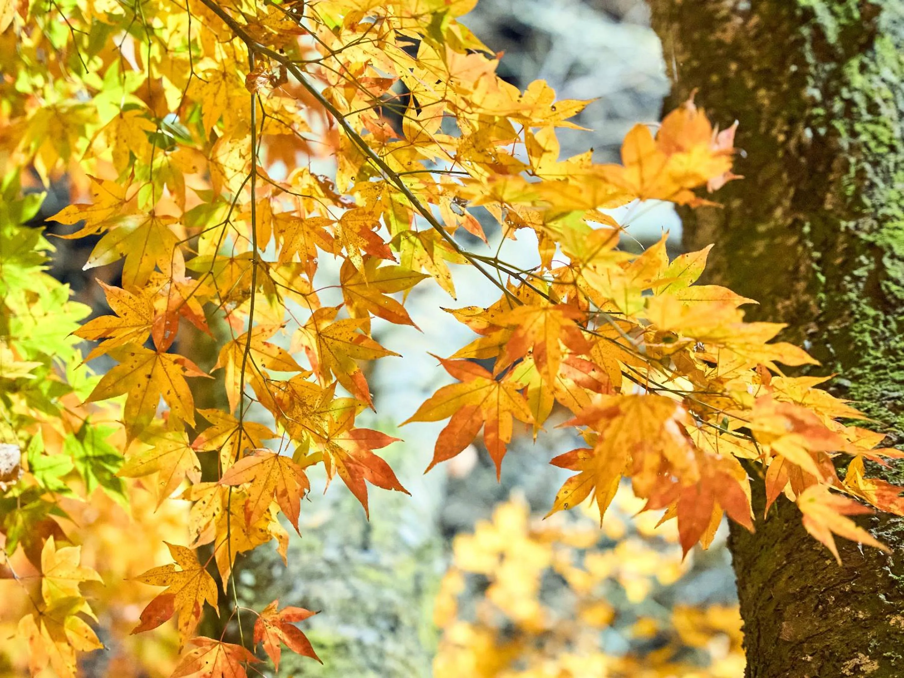 View (from property/room) in Kirishima Momijidani Seiryuso