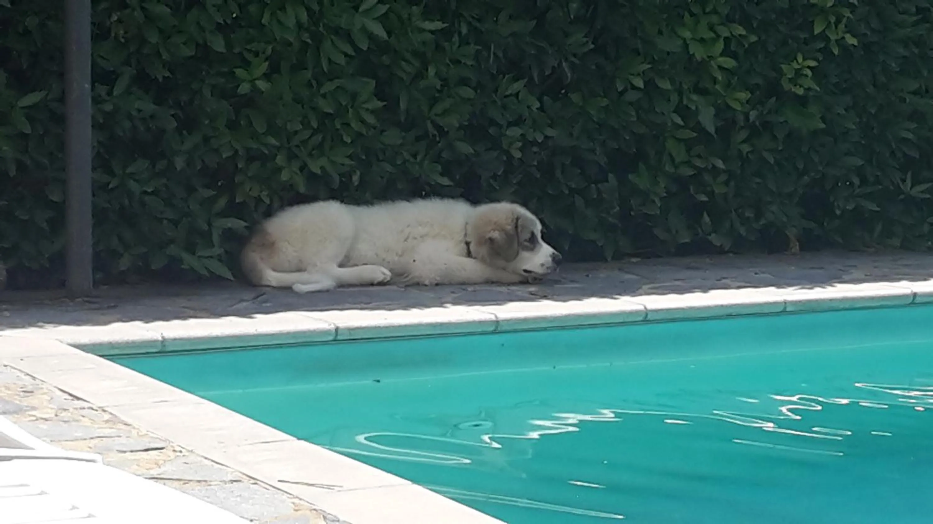 Pets in Artenatura BeB