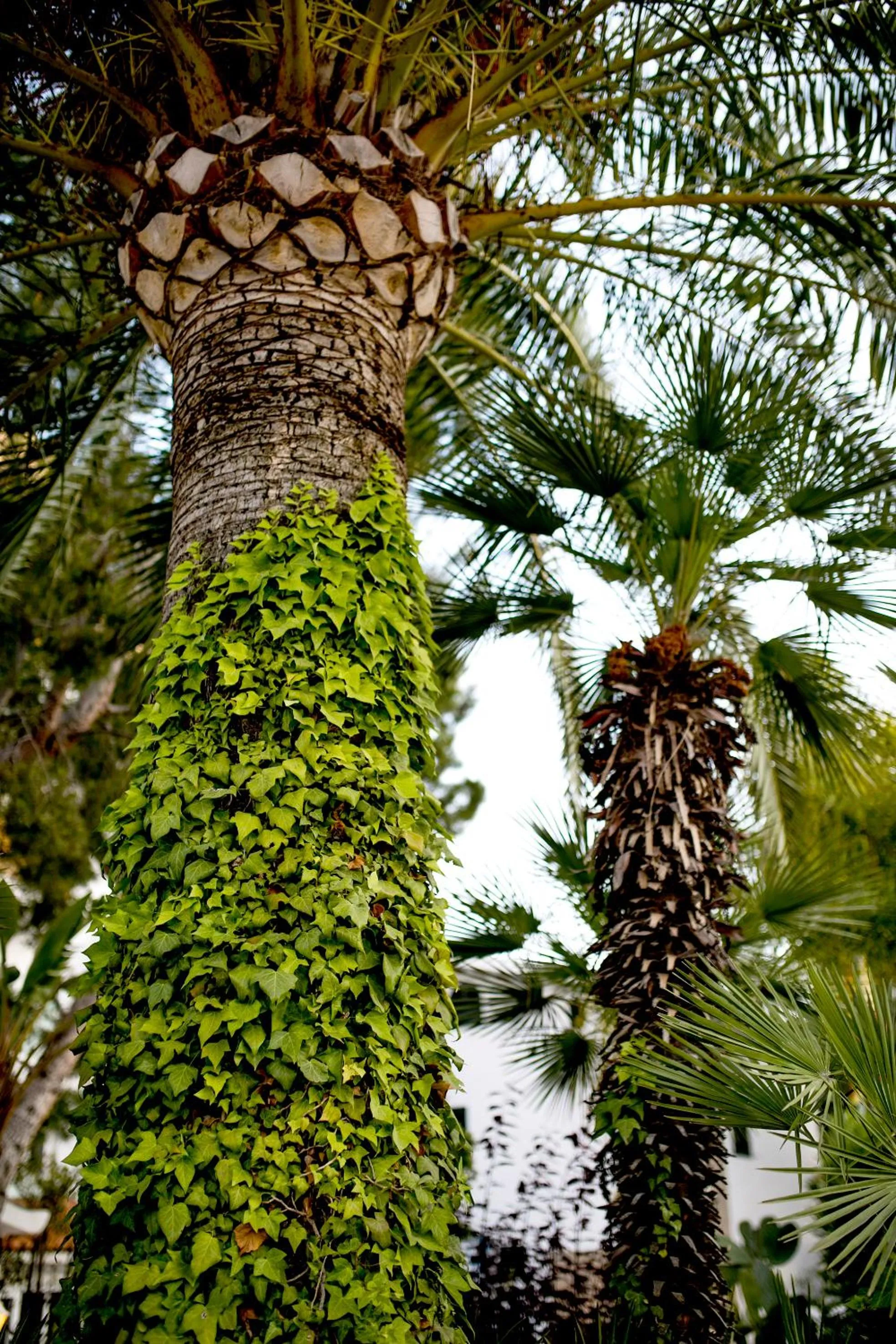 Garden in Hotel Bersoca