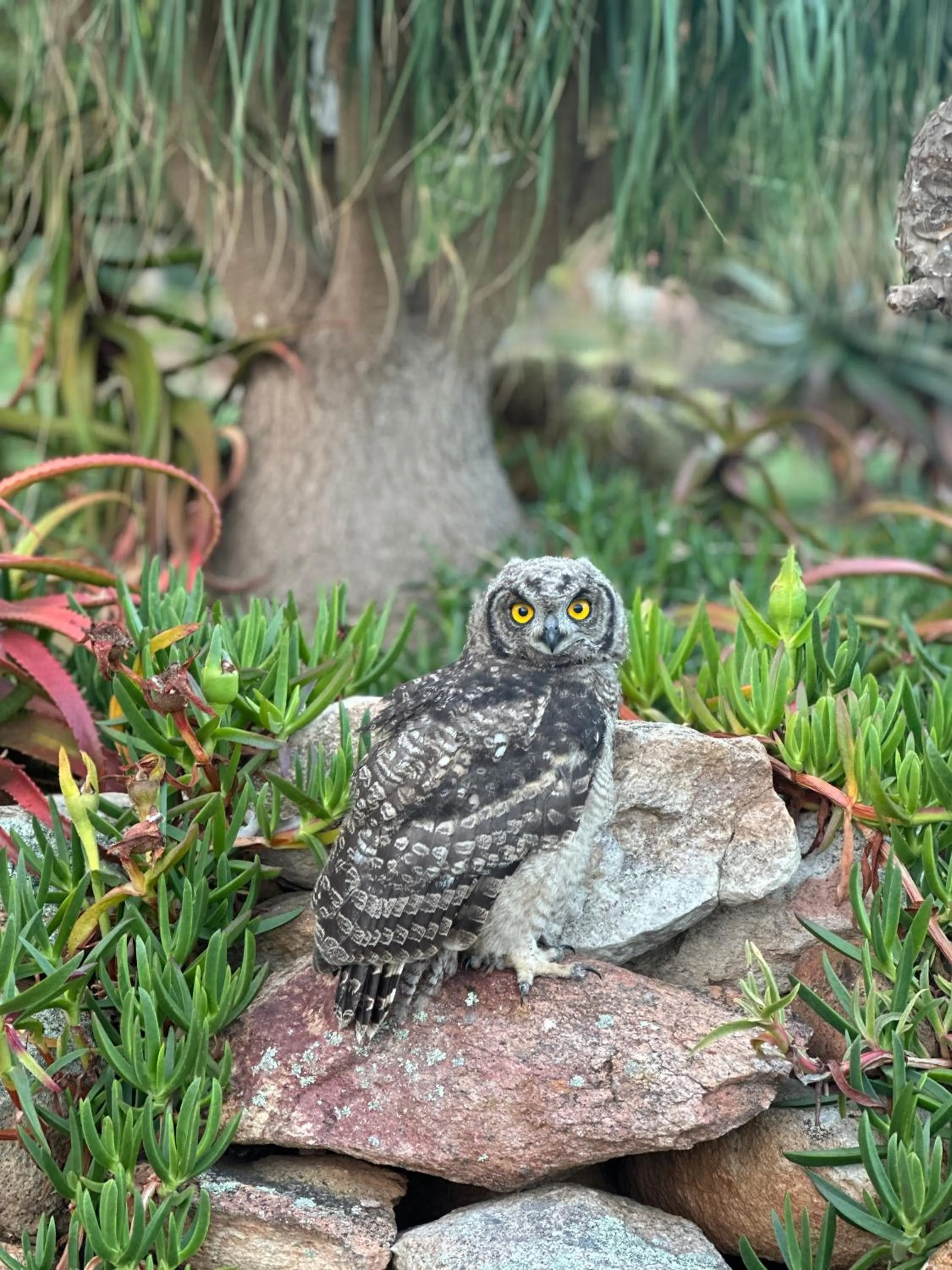 Garden in Mo & Rose's Nature Retreat