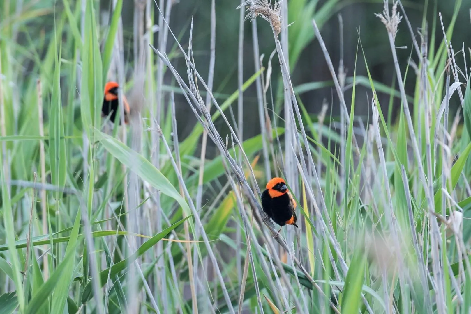 Garden in Mo & Rose's Nature Retreat