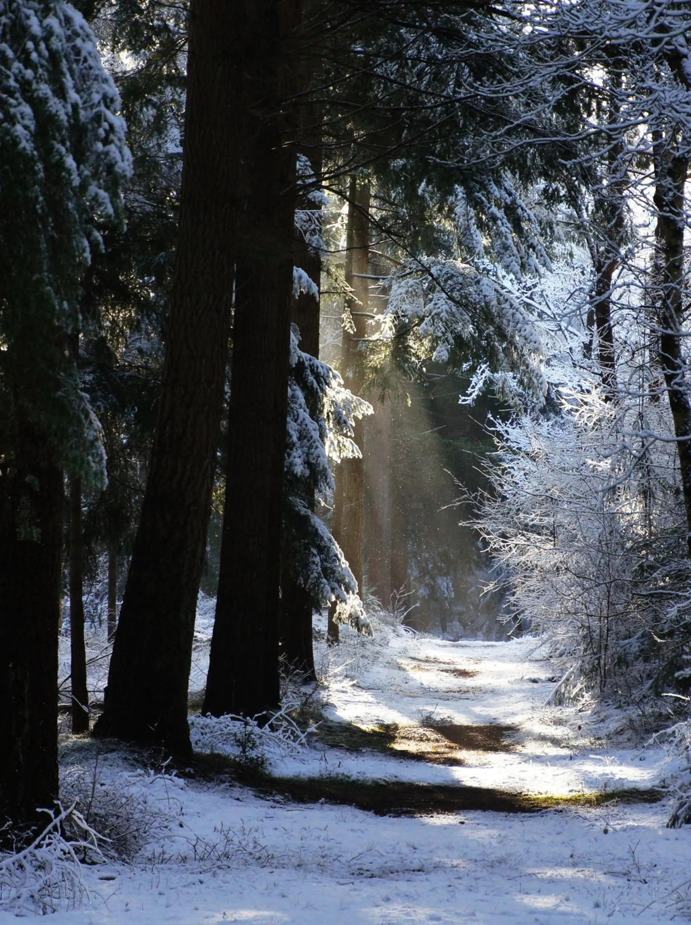 Natural landscape in 't Skoallehus