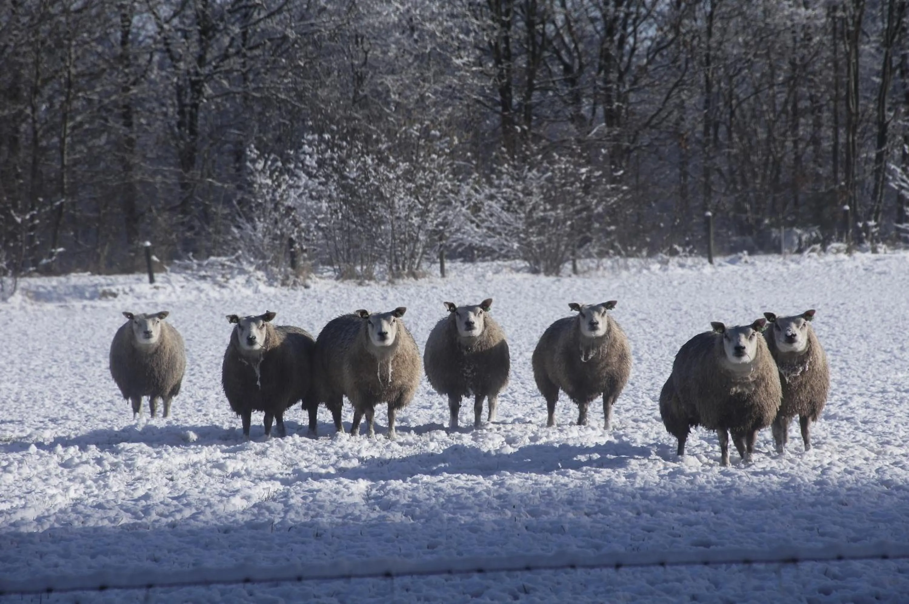 Natural landscape in 't Skoallehus