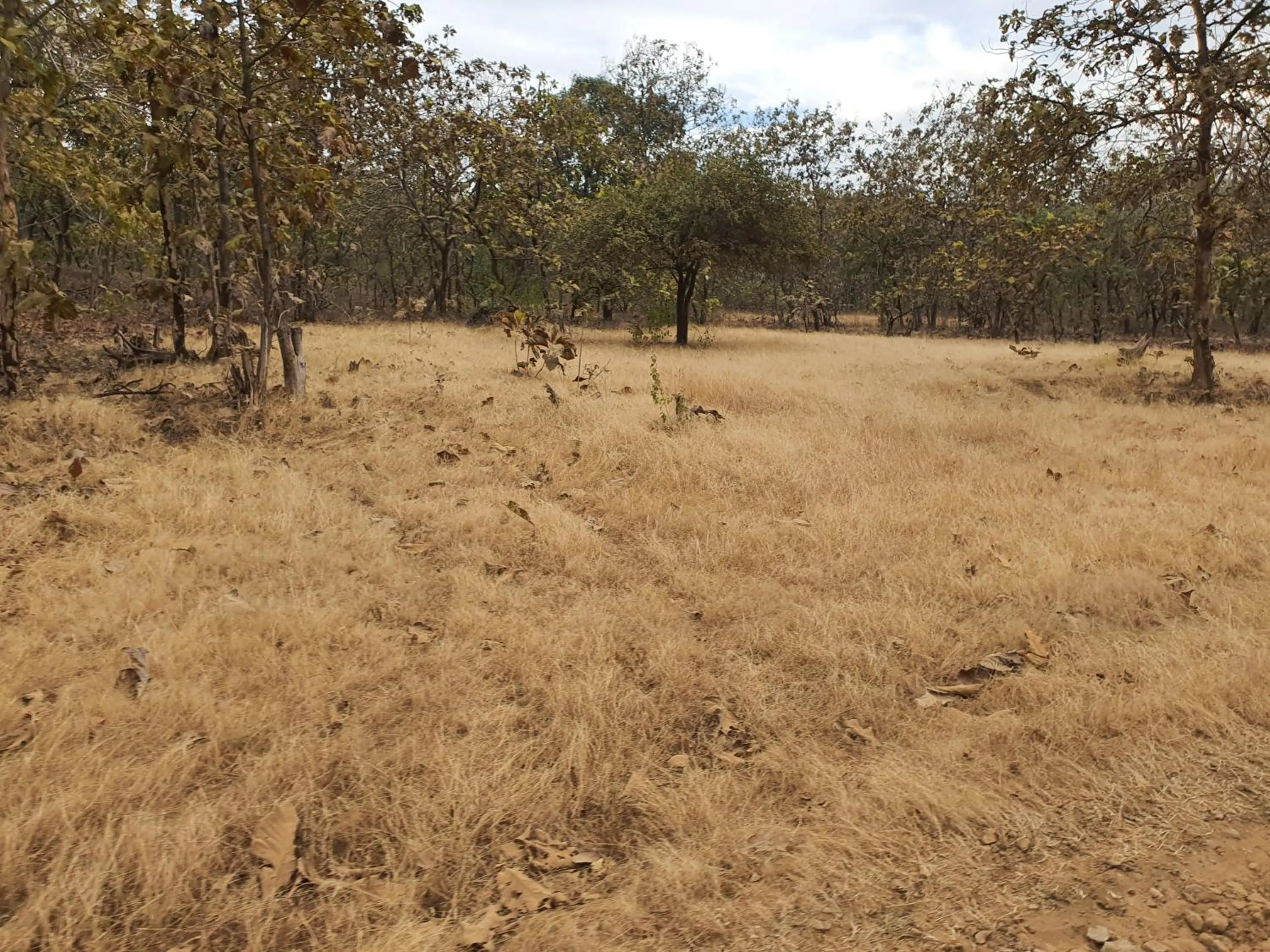 The Wilds Villa Gir Jungle Stay with Swimming Pool