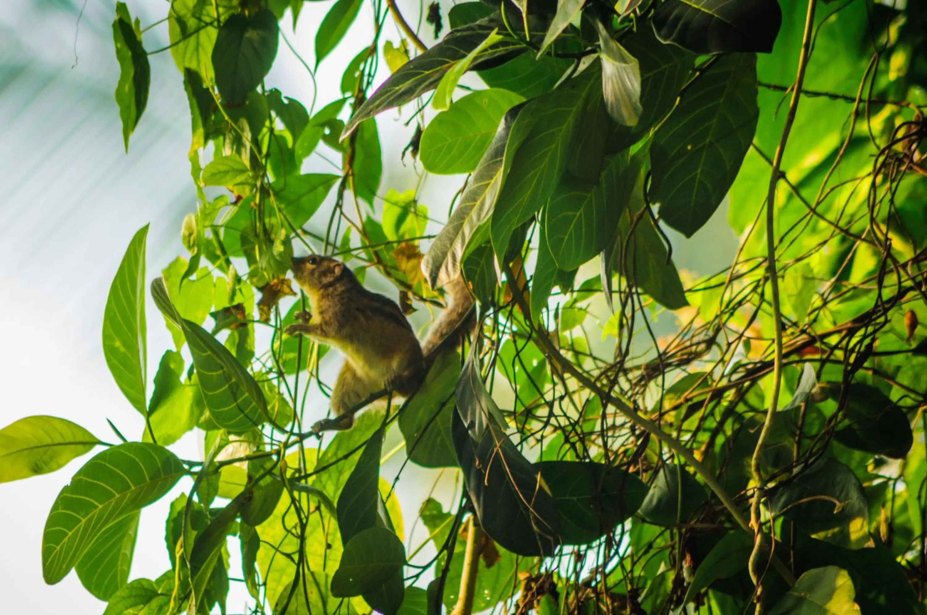 Sunrise in Garcinia Leaf