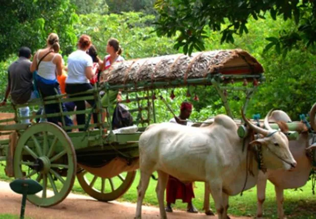 Activities in Garcinia Leaf