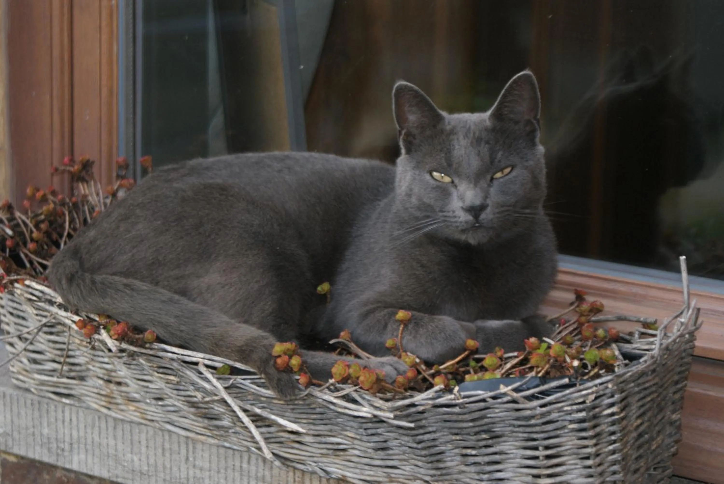 Pets in Guesthouse Biolleke