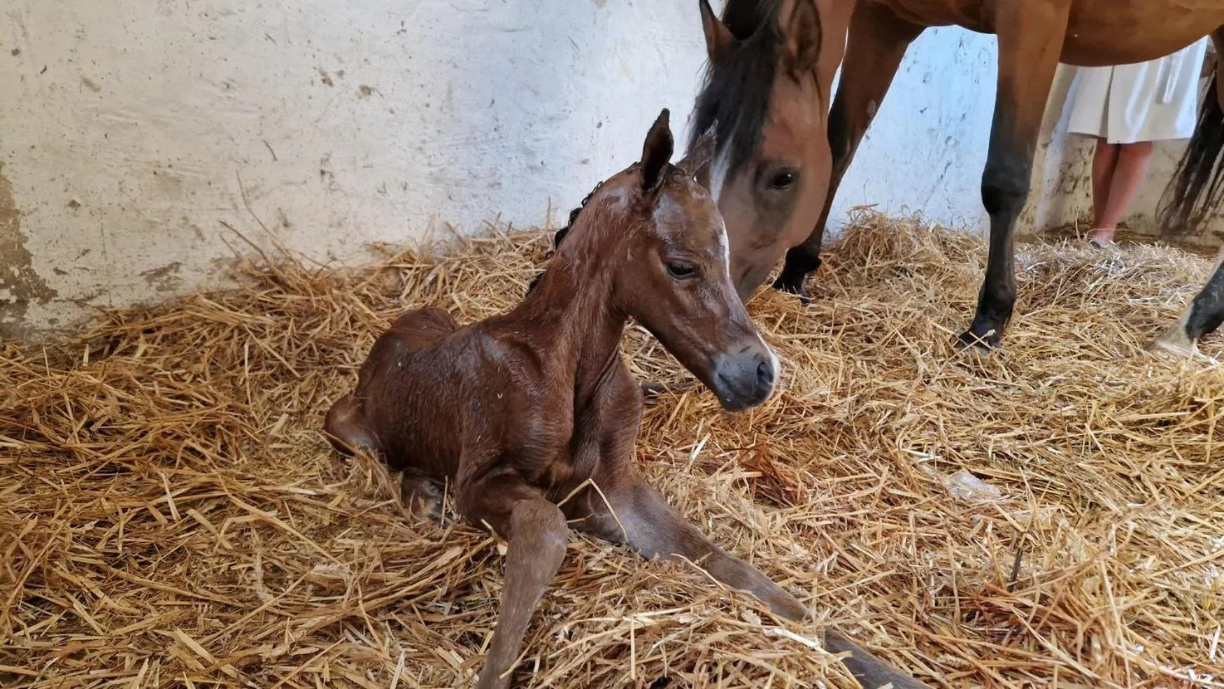 Animals in Guesthouse Biolleke