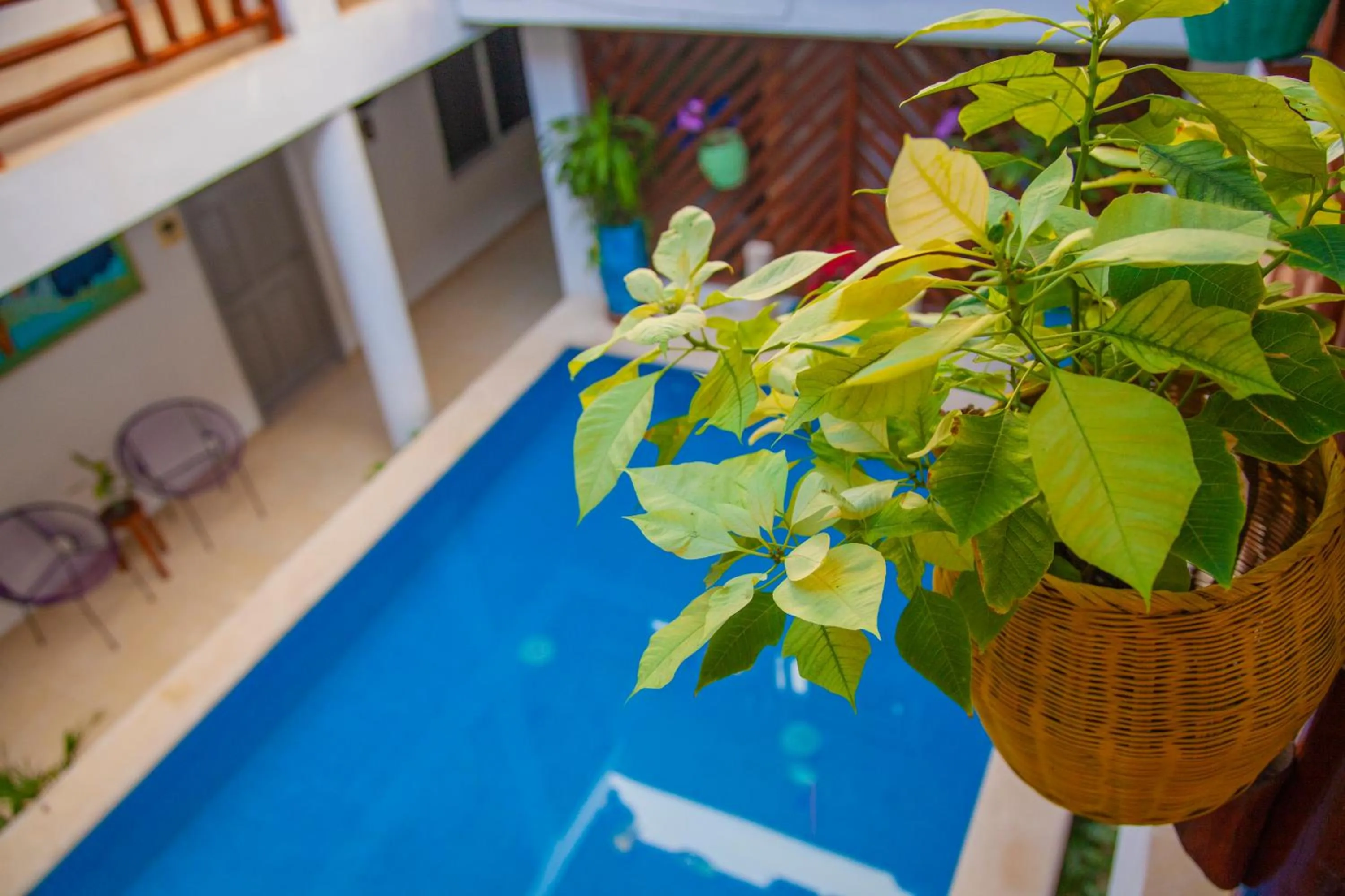 Pool view in Mestizo Gallery