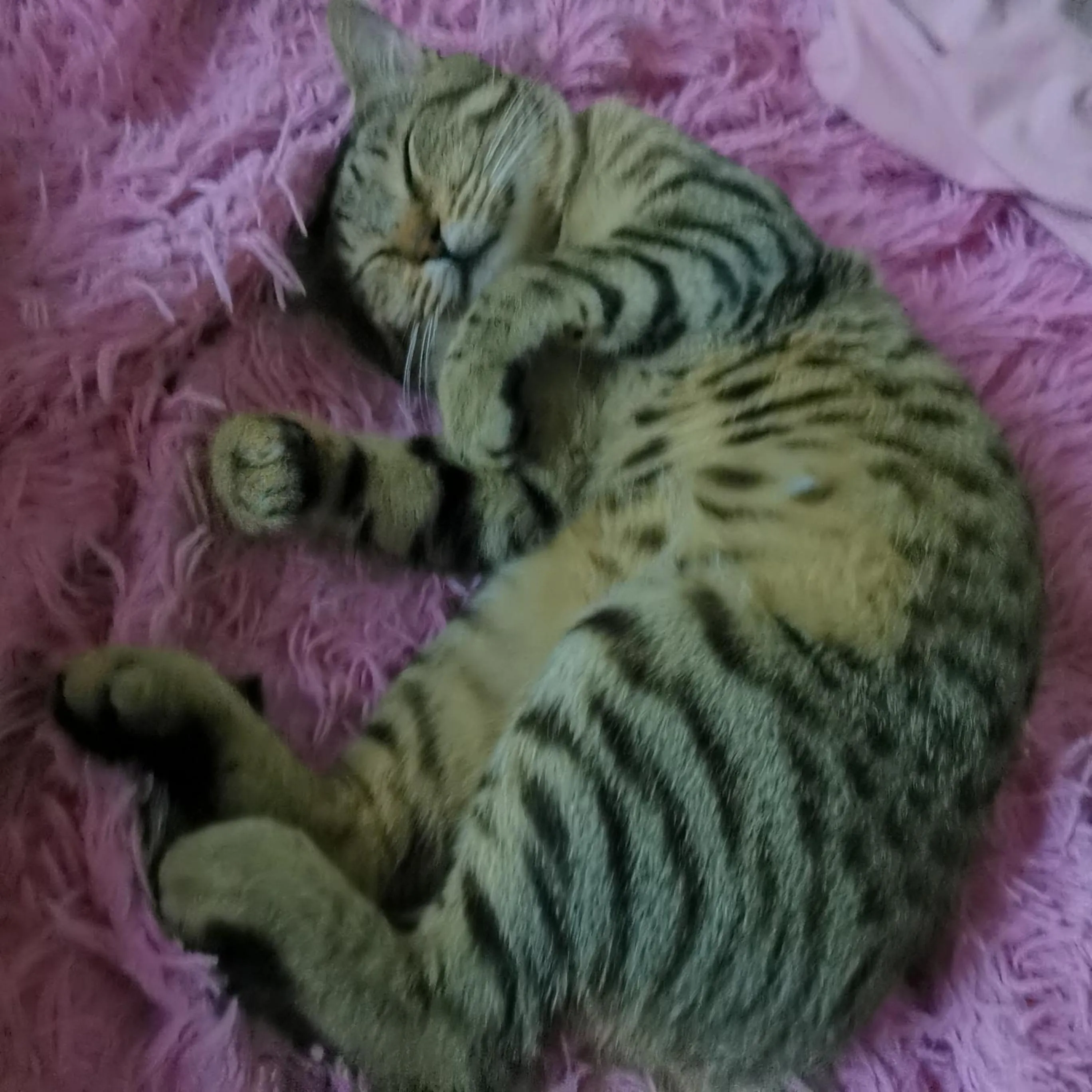 Balcony/Terrace in Albisola bed and breakfast