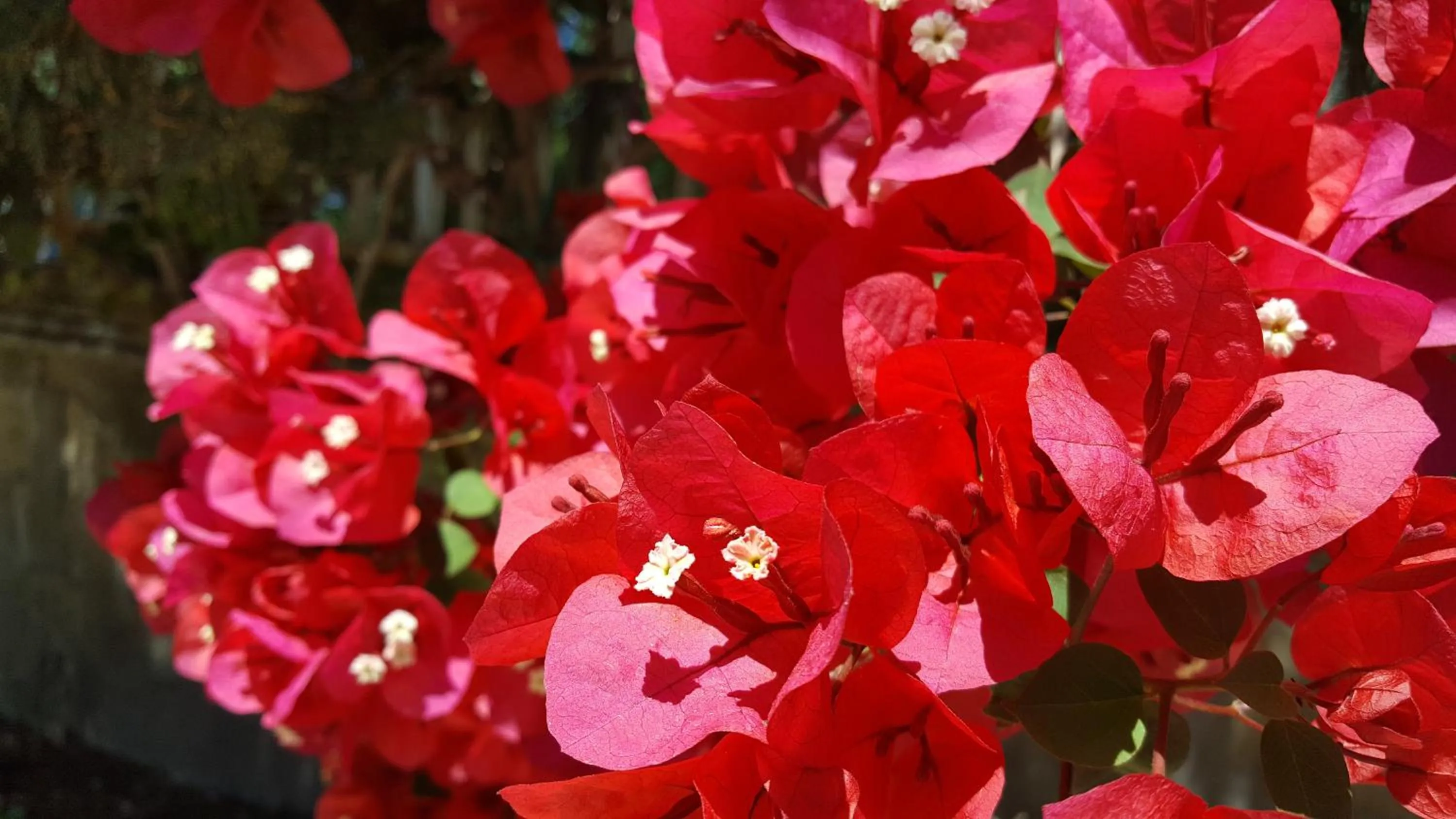 Garden in Villa Erry