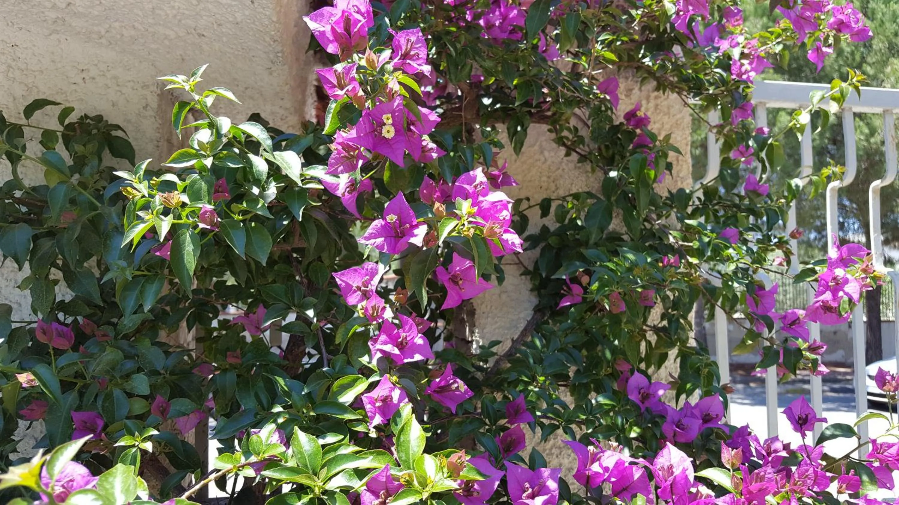 Garden in Villa Erry