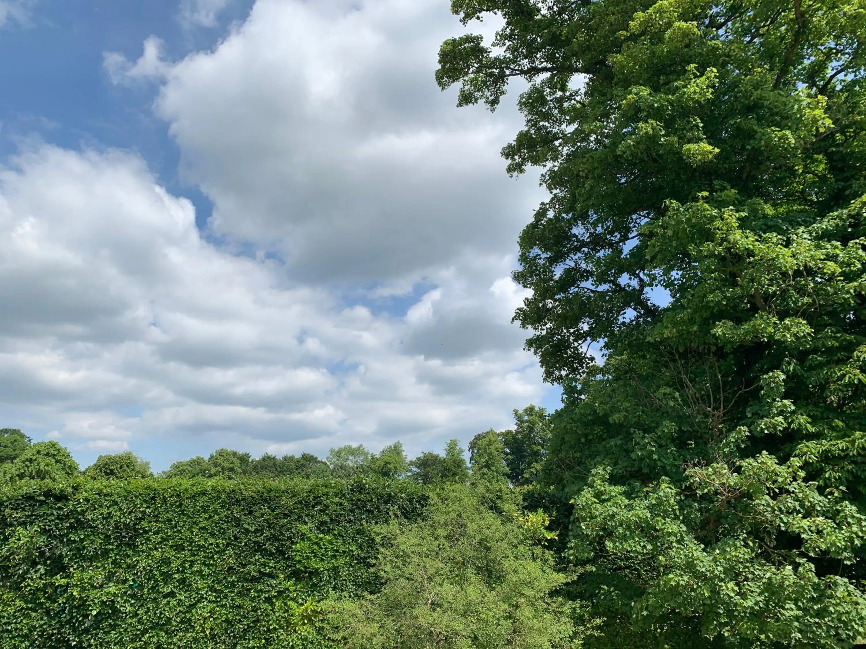 Natural landscape in Badgemore Park