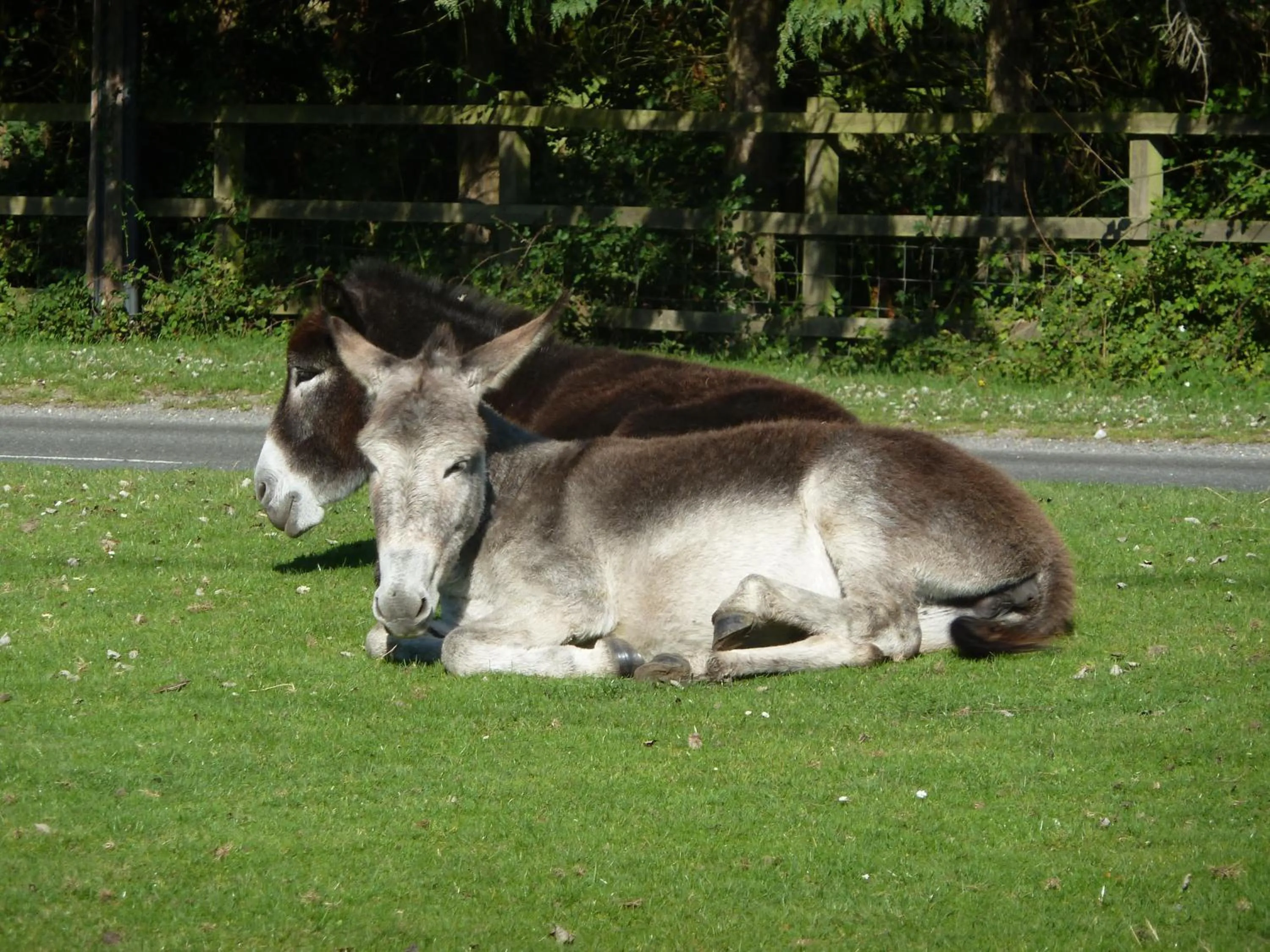 Natural landscape in Cameron House