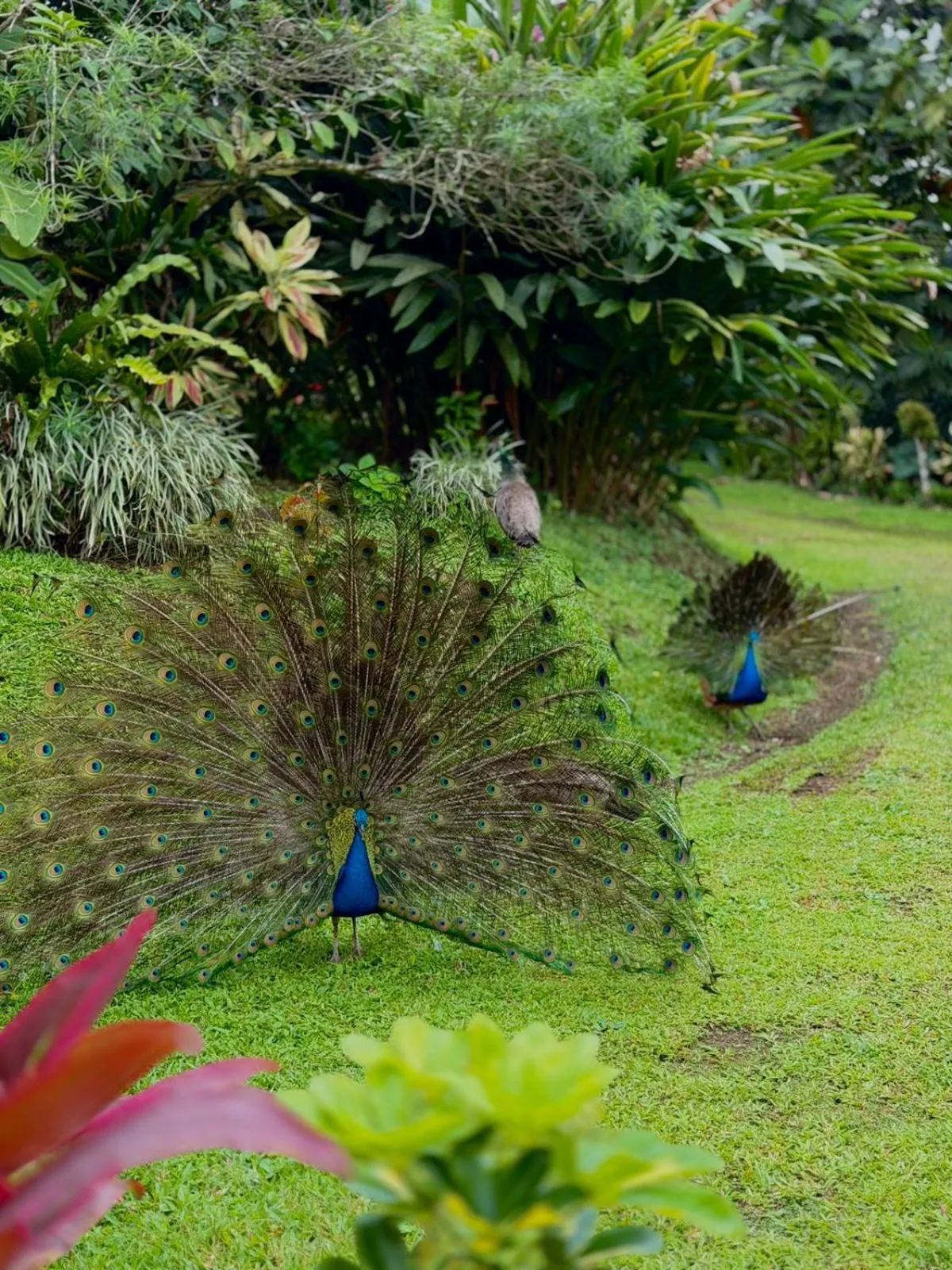 Garden in Loma Real Hot Springs Bed & Breakfast