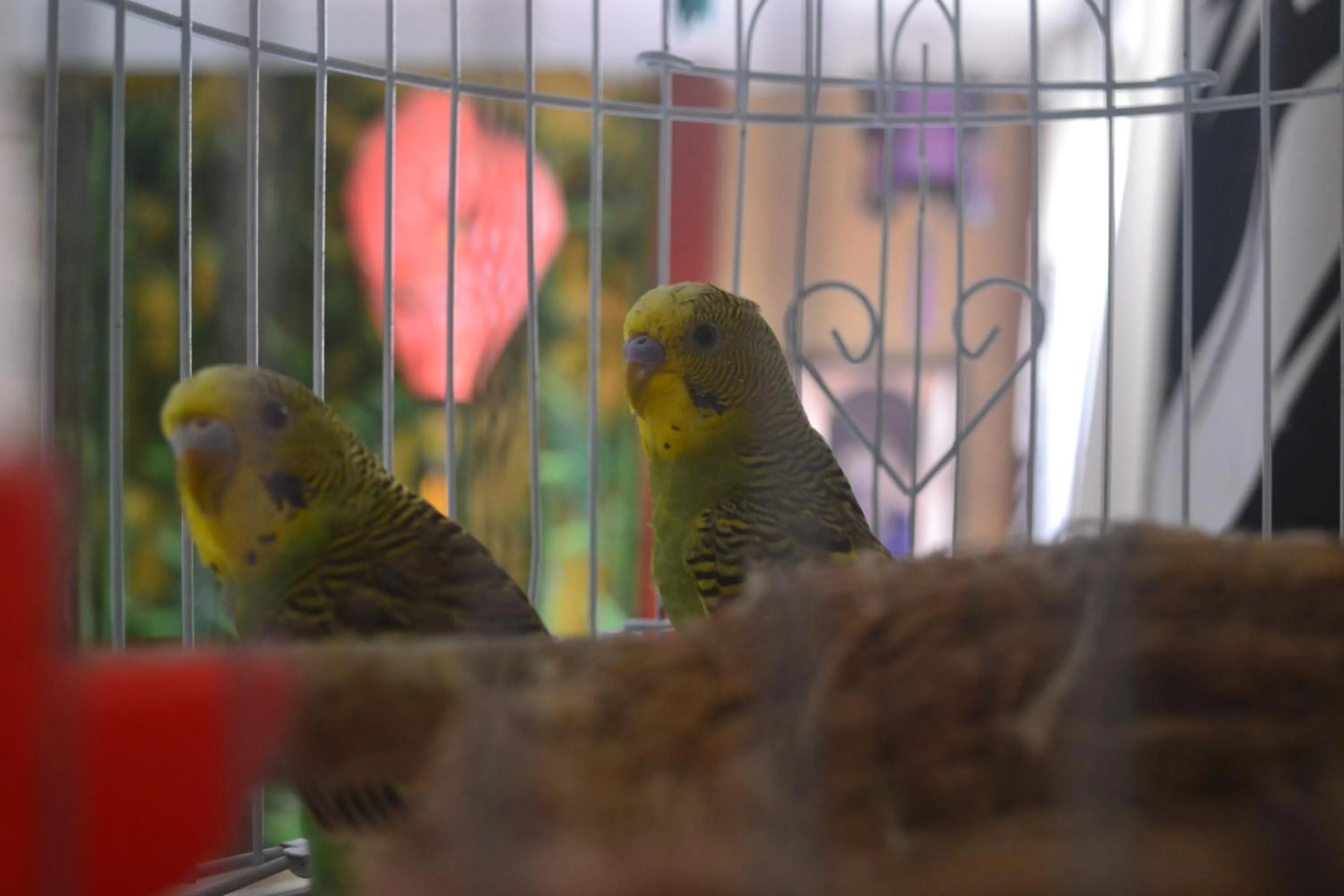 Pets in Notting Hill Hostel