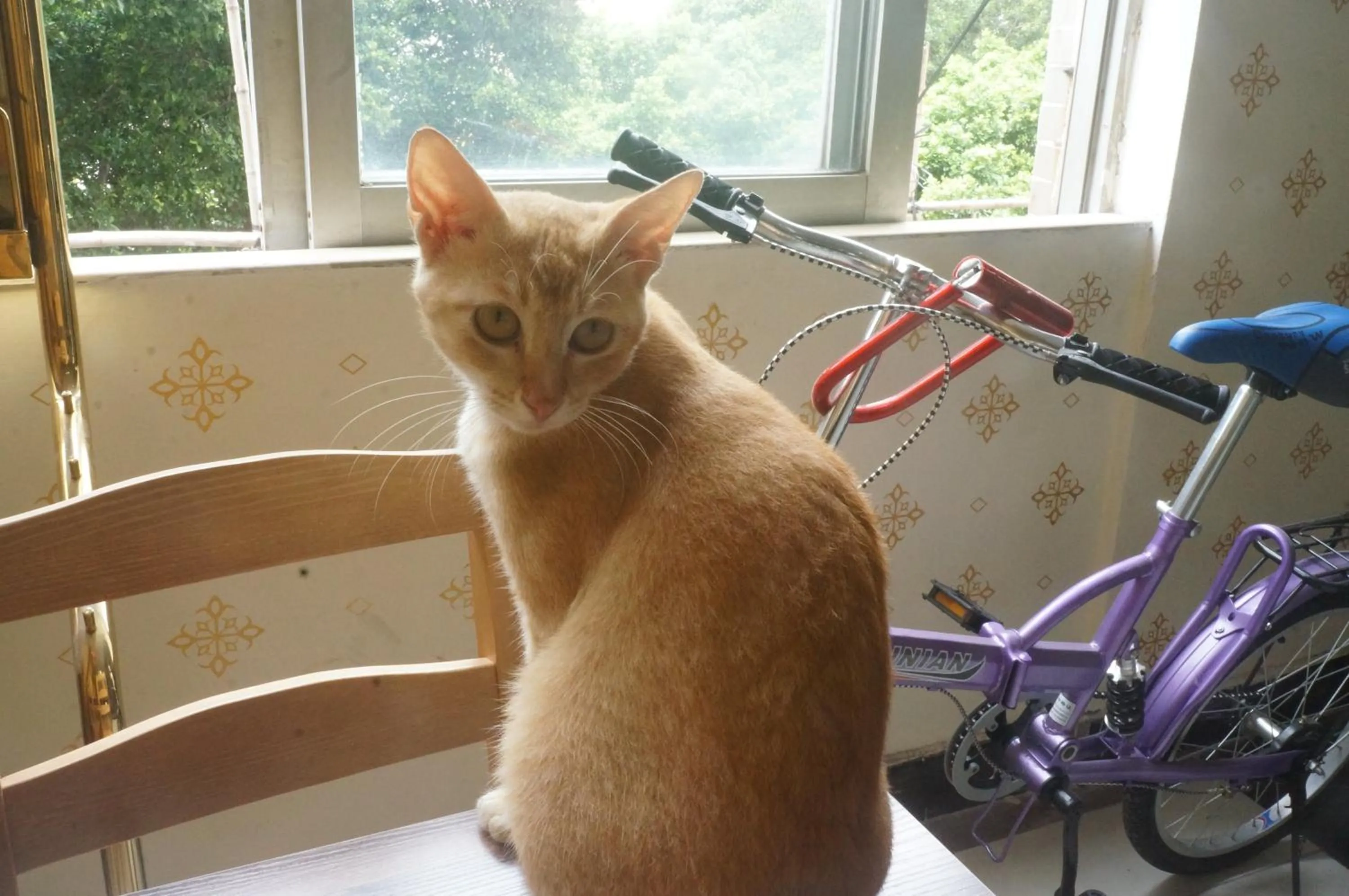 Pets in Notting Hill Hostel